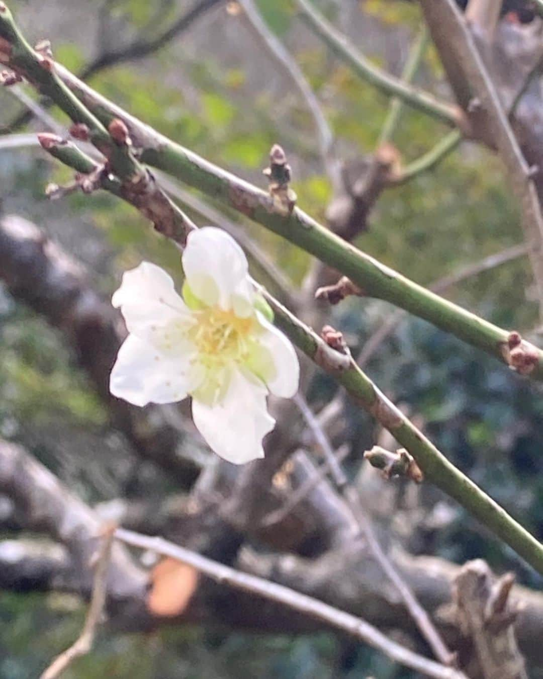 熱海市のインスタグラム：「早咲き梅開花しました🌸熱海梅園で10月18日に冬至梅(とうじばい)の白梅が咲いていることが確認されました。過去10年で1番早い開花だそうです！ 今日の梅園は、まだ鮮やかな緑色の紅葉が多い中、小さな白梅が花を咲かせていました。 #早咲き梅#梅#白梅#最速開花#熱海梅園#梅園#意外と熱海」