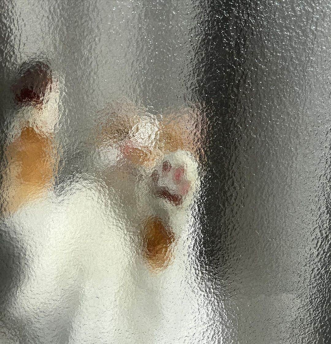 Kachimo Yoshimatsuさんのインスタグラム写真 - (Kachimo YoshimatsuInstagram)「窓辺｡  #うちの猫ら #猫 #oinari #ねこ #ニャンスタグラム #にゃんすたぐらむ #ねこのきもち #cat #ネコ #catstagram #ネコ部 http://kachimo.exblog.jp」10月20日 16時53分 - kachimo