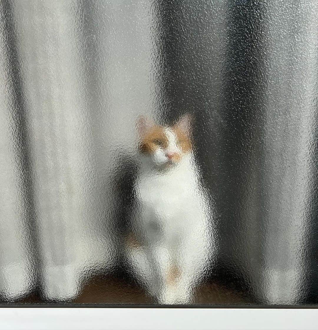 Kachimo Yoshimatsuのインスタグラム：「窓辺｡  #うちの猫ら #猫 #oinari #ねこ #ニャンスタグラム #にゃんすたぐらむ #ねこのきもち #cat #ネコ #catstagram #ネコ部 http://kachimo.exblog.jp」