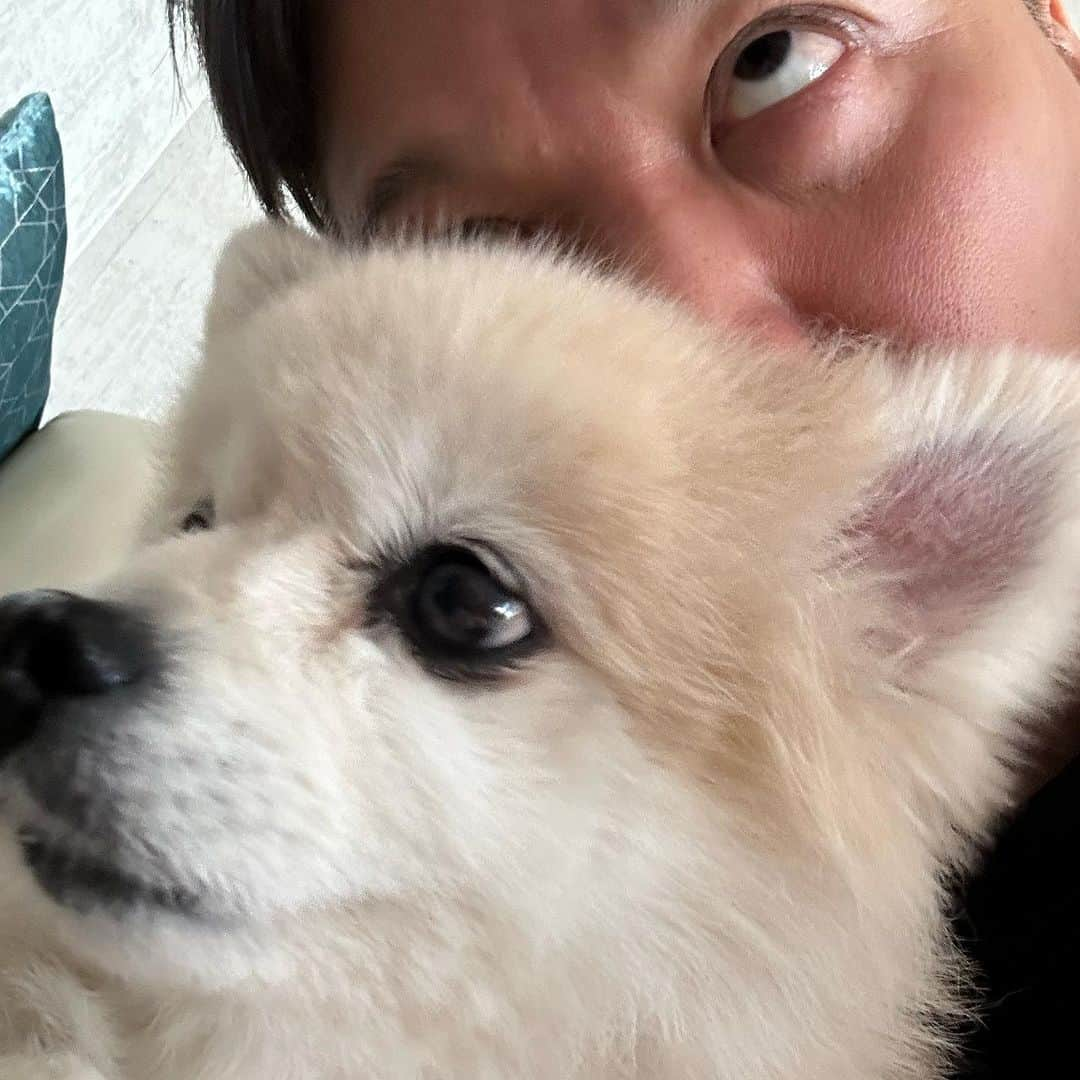 YO!YO!YOSUKEさんのインスタグラム写真 - (YO!YO!YOSUKEInstagram)「スタンド！？  それとも…！！？？  #ポメラニアン #癒し #愛犬 #ペット」10月20日 16時53分 - ponstagram0216