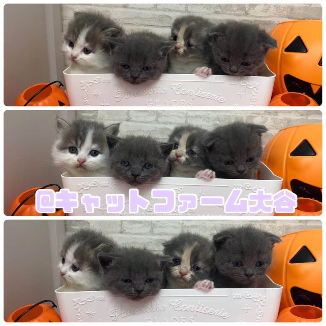 マンチカン(munchkin)キャットファーム大谷のインスタグラム：「まもなくご紹介予定のスコちゃん達です♥️  お気に入りの子見つけてください😺🎵  猫ちゃんの詳細はHP更新までお待ち下さいませ✨  ❁*·⑅❁*·⑅❁*·⑅❁*·⑅❁*·⑅❁*·  お店は、月・木曜日が定休日です。 現在、完全予約制になっておりますので ご来店される際はお店へお電話かメールにてご連絡くださいませ🙇‍♀️  お待ちしております🎵  ❁*·⑅❁*·⑅❁*·⑅❁*·⑅❁*·⑅❁*·  #スコティッシュフォールド #スコちゃん #キャットファーム大谷#まんちかん#マンチカン#ネコ#こねこ#にゃんこ#猫ちゃん#ねこ部#ニャンスタグラム#猫#ねこ#子猫#モフモフ#モフモフねこ#ミヌエット#短足#ねこすたぐらむ#愛猫#かわいい#ふわもこ部#猫のいる暮らし#マンチカンブリーダー#ミヌエットブリーダー」