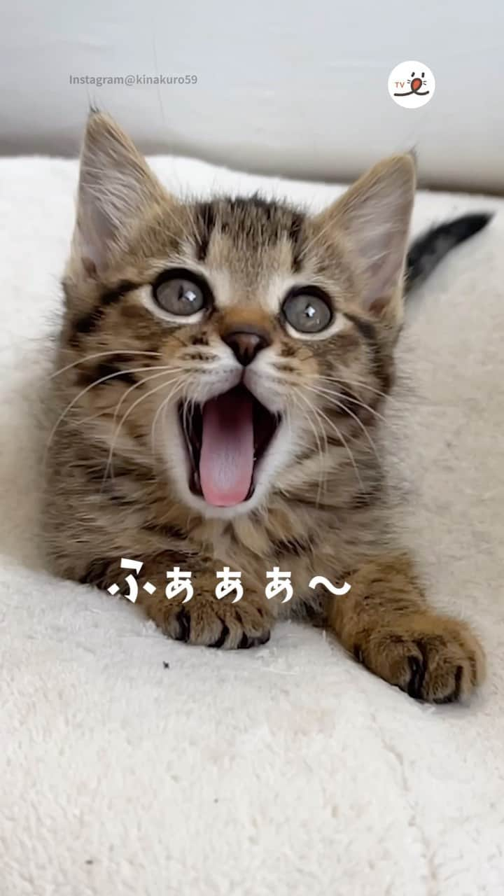 PECOねこ部のインスタグラム