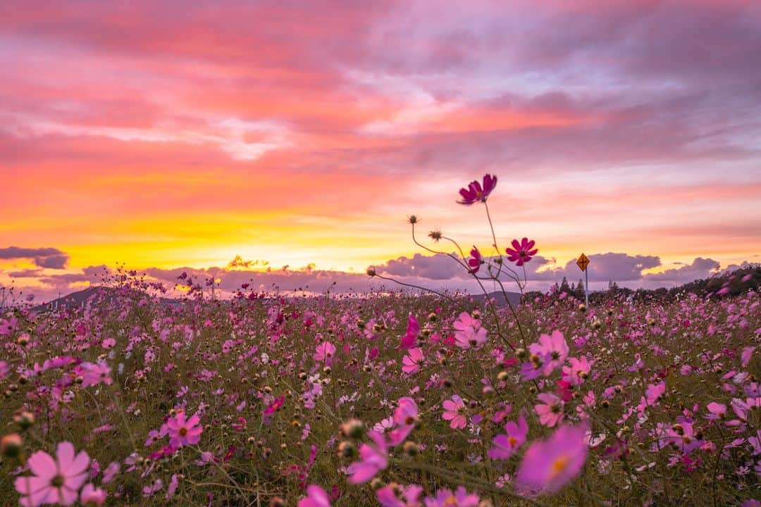 関西電力株式会社のインスタグラム：「＼夕陽と秋桜のコラボレーション🍁／  今回は、滋賀県長浜市今川町で秋桜（コスモス）畑をパシャリ📸  夏の暑さも落ち着き、少し肌寒いこの季節になると見頃を迎えるコスモス。 漢字では”秋桜”と書くほど、秋の代表的な風物詩です🍂  庭先や街中で咲く可憐な姿も綺麗ですが、視界の一面を染め上げるコスモス畑は圧巻で、まさに秋の絶景！  また、今川町のコスモス畑からは、日本百名山の一つ伊吹山を眺めることもでき、雄大な大自然の美しさを感じることができます✨  秋の季節でしか見ることができない光景ですので、みなさんもぜひ訪れてみてください🥰  みなさんオススメの関西のスポットがあれば、コメントで教えてください！  #関西電力 #灯りフォト部  #コスモス畑 #秋の訪れ #秋桜 #滋賀 #日本の絶景 #日本の景色 #関西旅行 #関西観光 #関西の旅  #写真好きな人と繋がりたい #カメラ好きな人と繋がりたい」