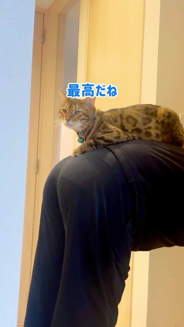 にゃんたまハウスのインスタグラム：「飼い主の背中は猫ベッドにする猫さん #にゃんたまHOUSE #ベンガル猫 #youtubeもよろしく #テトかわヨ #ねこ部」