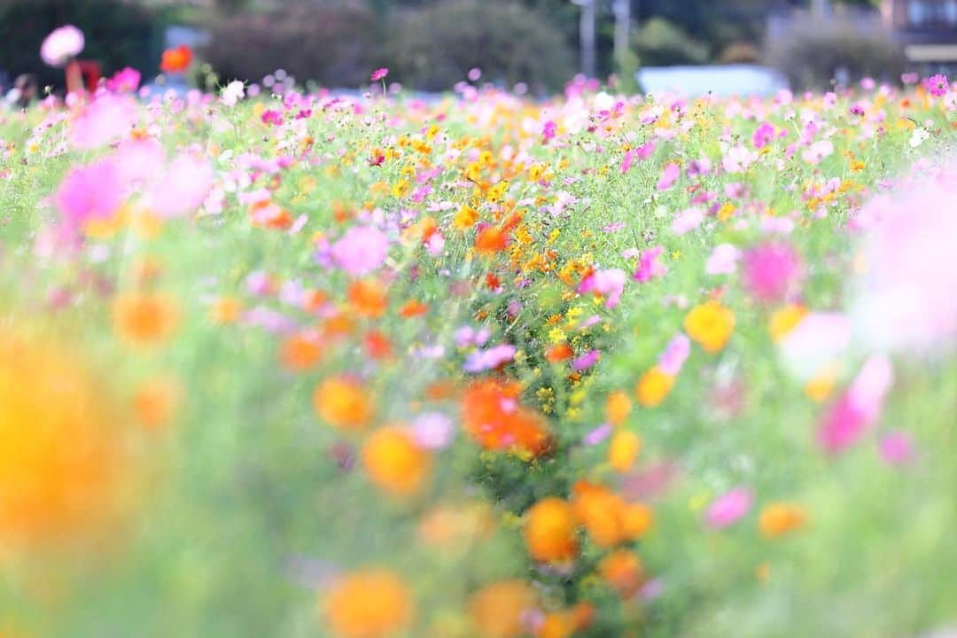 kiccyomuのインスタグラム：「☁️ 2023.10.20 Fri #あけぼの山農業公園  ミックス #コスモス 🌸  週末は寒くなるようです😅 気温差が激しすぎます❄️  location #千葉 ❣️ 📷撮影 2023年10月11日」