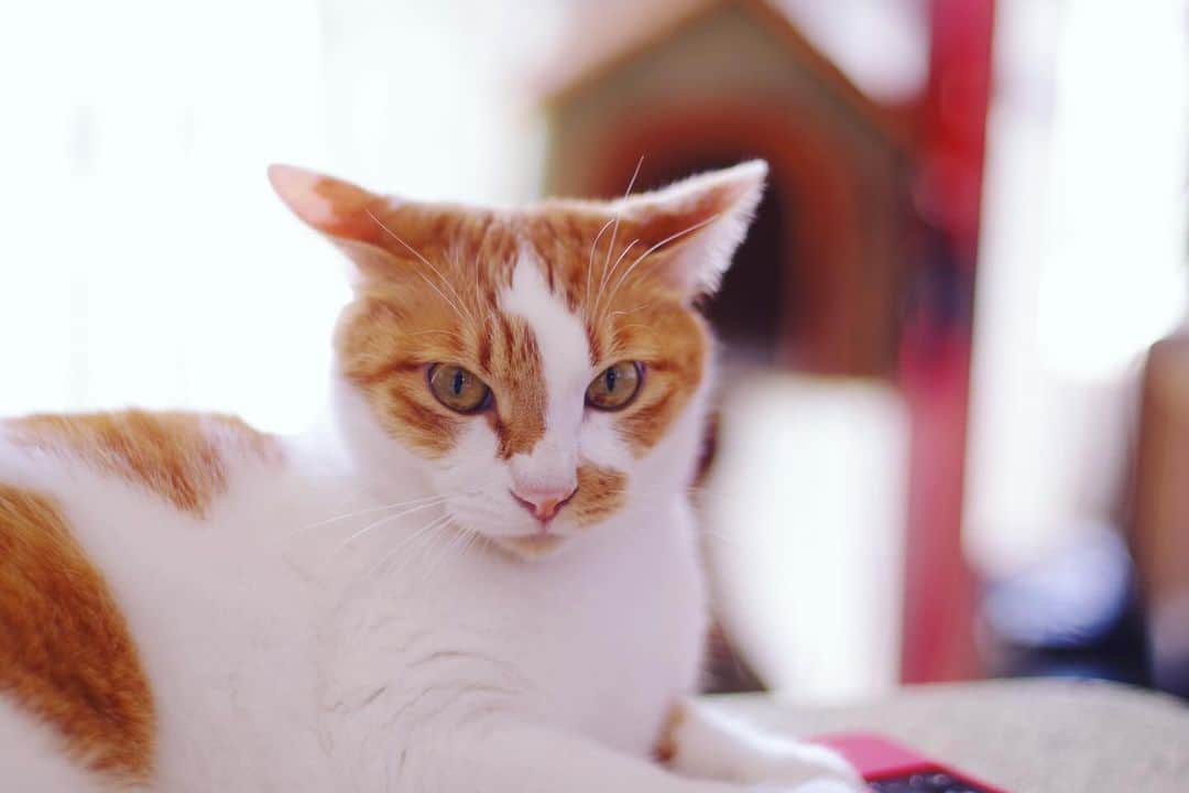 Kachimo Yoshimatsuのインスタグラム：「イ・カ・ミ・ミ  #うちの猫ら #oinari #ikamimi #猫 #ねこ #ニャンスタグラム #にゃんすたぐらむ #ねこのきもち #cat #ネコ #catstagram #ネコ部 http://kachimo.exblog.jp」