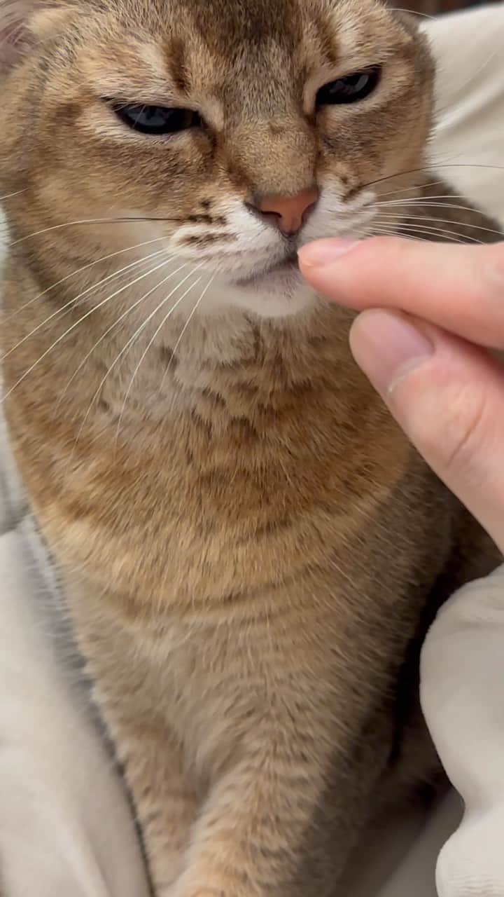 カン・ダニエルのインスタグラム：「The #cat」