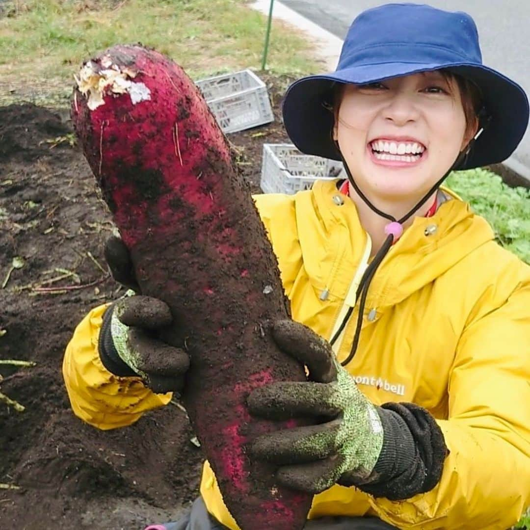 鳥越佳那さんのインスタグラム写真 - (鳥越佳那Instagram)「【芋愛、ふたたび🍠】  今日発行の全国農業新聞 西日本版「各地の話題」のコーナーで 取材していただきました🥹❣️  農業に関する 各地の情報が掲載されている紙面の中に 可愛らしい配色の記事が🧡🩷  地域おこし協力隊としての活動内容の他にも  ＼ 人生初のサツマイモ栽培 ／  について取材してくださいました🥲  さすが 農業委員でもある執筆者の平石さんが 聞き取りをしながら 害虫駆除や栽培のアドバイスもしてくださって・・・ とても勉強になりました🥹‼️  西日本と広い範囲で 初心者の農業話はお恥ずかしいのですが... 一大産地・鹿屋のお芋の魅力がもっと伝わりますように😊🍠♡  ちなみに💡 先週、マイファームで初収獲を迎えました🥰 お世話になった方々をお招きして掘り放題♪ 子どもたちが 夢中で掘る姿が微笑ましく なんだか感慨深かったです🍠🌱✨ . . #全国農業新聞  #鹿児島県 #鹿屋市 #かのや #大隅半島 #visitosumi #さつまいも#大根 じゃないよ #地域おこし協力隊 #かのやPRレポーター  #さつまいもアナウンサー」10月20日 18時38分 - kana_torigoe