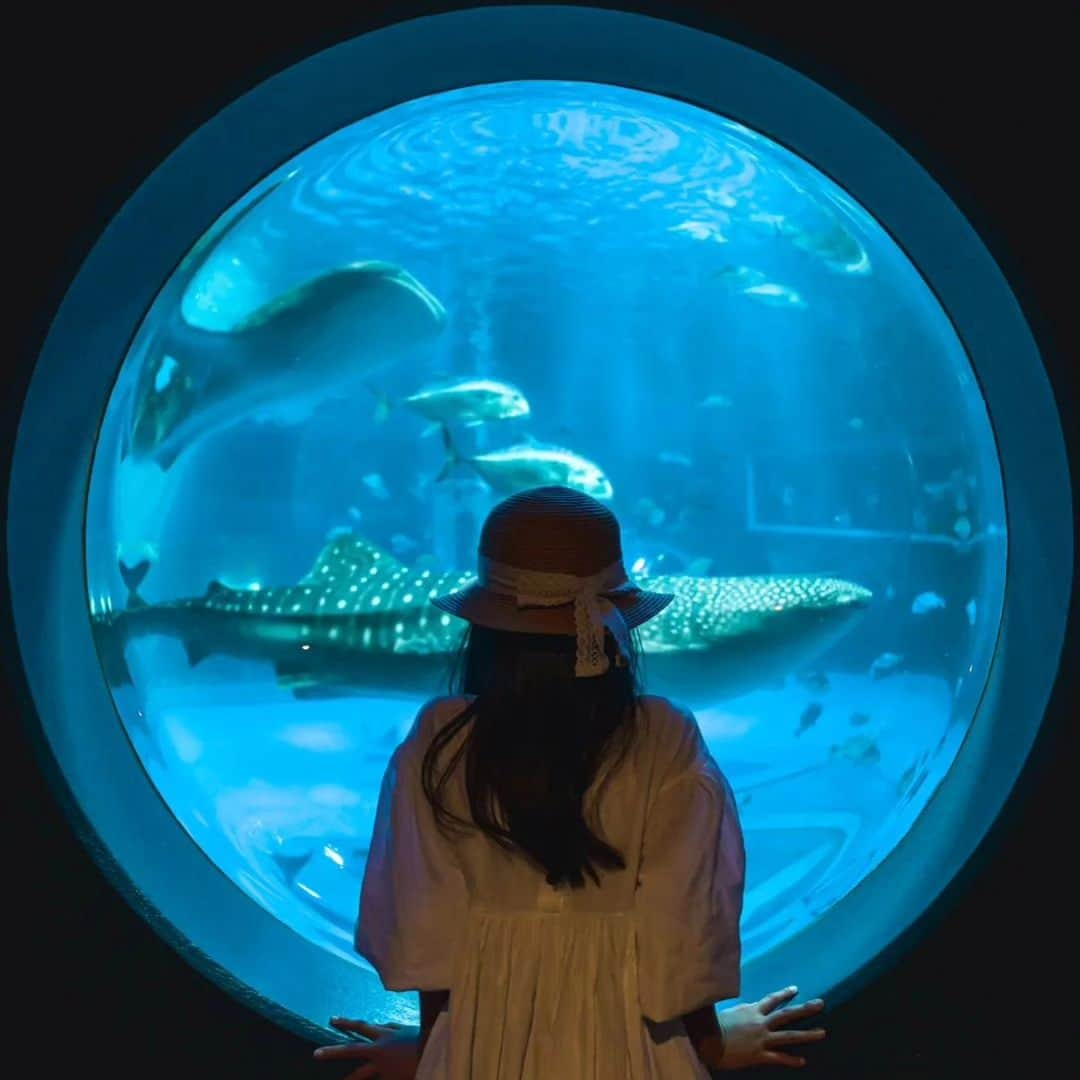 4meee!さんのインスタグラム写真 - (4meee!Instagram)「【旅する目的に、幻想的な水族館にいくのはどう？】  全国に増えている幻想的な水族館🎣✨ どこに行きたい？  📍香川県 #四国水族館 📍山形県 #鶴岡市立加茂水族館 📍石川県 #のとじま水族館 📍大阪府 #ニフレル 📍沖縄県 #DMMかりゆし水族館 📍福島県 #アクアマリンふくしま  -----photoby💌----- @hibi_turnalia @is_sa7550 @kuunyaaan @___yu.144 @momoka__0310 @shout_yy @la_pleine_lune_5123  #水族館 #水族館コーデ #旅行 #観光 #グルメ#山形旅行 #山形観光 #山形グルメ #鶴岡グルメ#水族館 #鶴岡市立加茂水族館 #加茂水族館」10月20日 18時43分 - 4meee_com