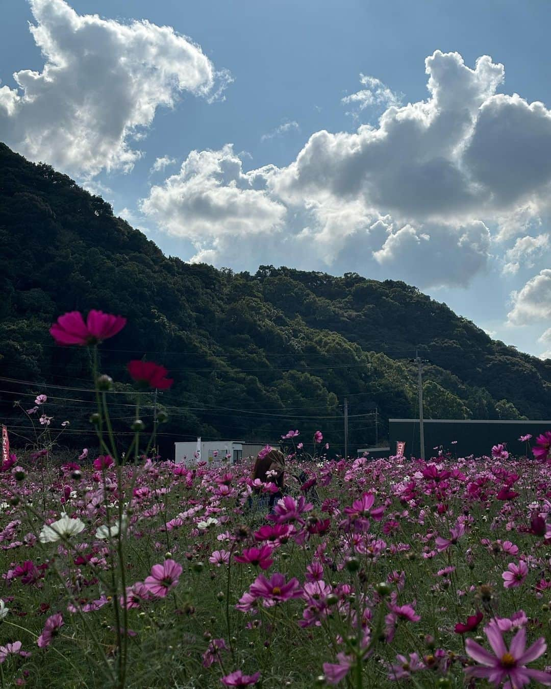 吉田莉桜さんのインスタグラム写真 - (吉田莉桜Instagram)「コスモス畑で埋もれてきた🌿」10月20日 19時19分 - yoshida_rio_official