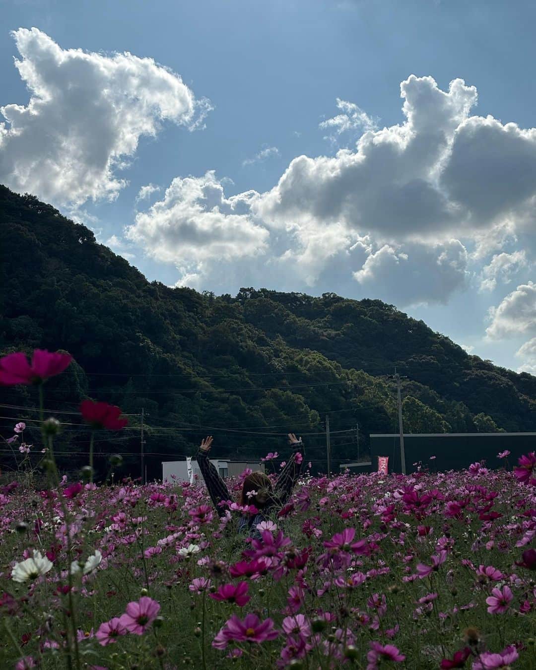 吉田莉桜さんのインスタグラム写真 - (吉田莉桜Instagram)「コスモス畑で埋もれてきた🌿」10月20日 19時19分 - yoshida_rio_official