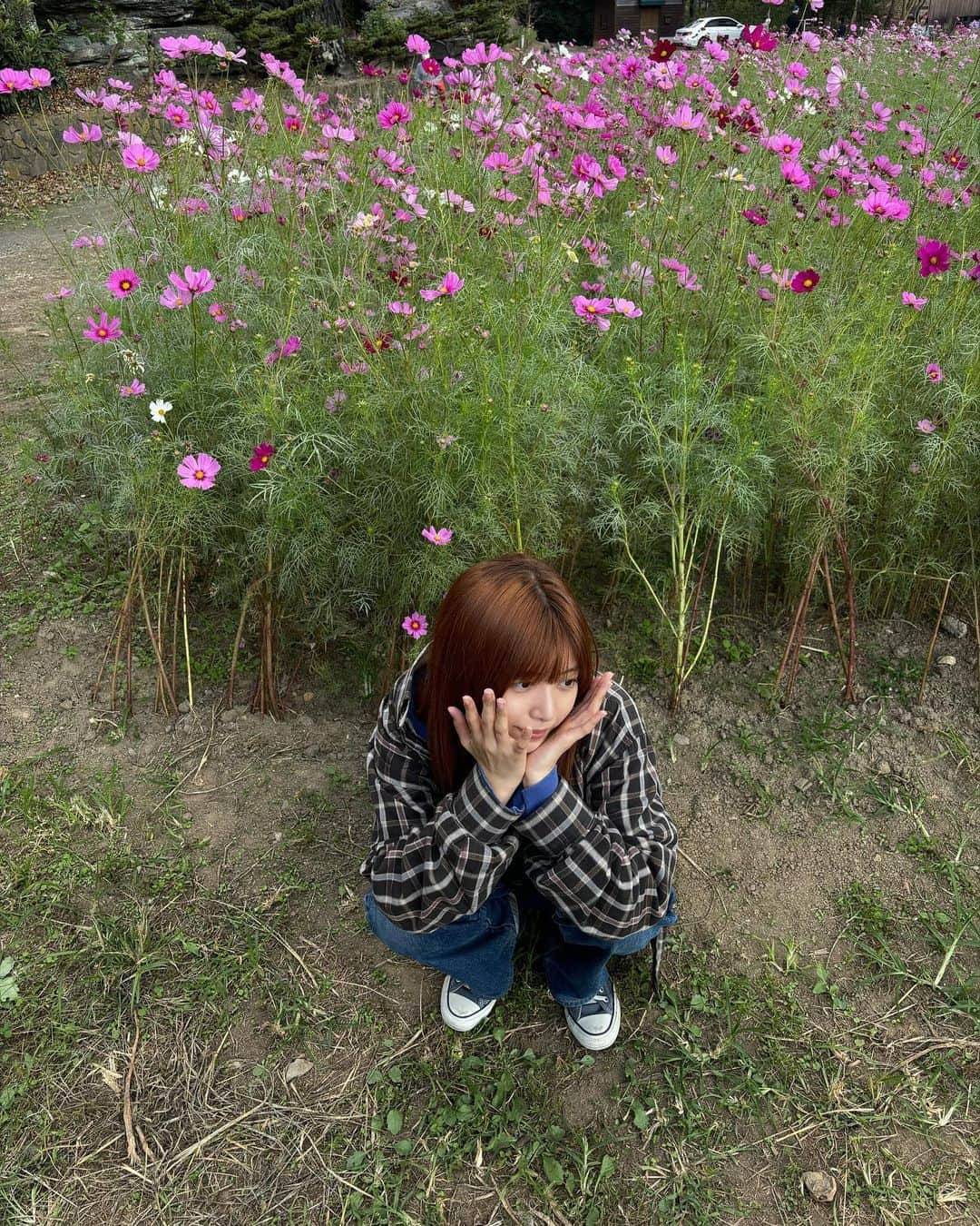 吉田莉桜のインスタグラム：「コスモス畑で埋もれてきた🌿」