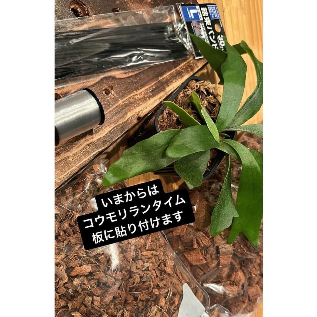 増田有華さんのインスタグラム写真 - (増田有華Instagram)「＊  観葉植物をこよなく愛しているわたしですが どうしてもコウモリランの板付けインテリアが欲しくて最近調べてたら 自分で板付けする記事を見つけて… これもしかして自作できる？となり、さっそく作りました笑 え？すごくない？（自画自賛） めちゃくちゃかわいくて抱きしめたいです👁 もう欲しいものは全て手作りできそう😂😂😂 ほんっとにかわいい。  水苔もベラボンもコウモリランも作ろうとしなかったら存在知らなかったし手に取らなかったと思う🌱 こうして自分で作ると、いろんな世界が広がってとても心が豊かになります。 DIY最高🤘  もっぱら最近は編み物にビーズアートと手作りに奮闘中です。 無駄なこと考えずにただ目の前のことに集中できるから超おすすめ。  結束バンド最終確認してからチョキンと切ったら完成‼︎ さっそく飾りました🥰🥰🪴  ・ ・ ・ #diy #コウモリラン #ビカクシダ #ビカクシダのある暮らし #ビカクシダdiy #コウモリラン板付け」10月20日 19時36分 - masuyuka_official