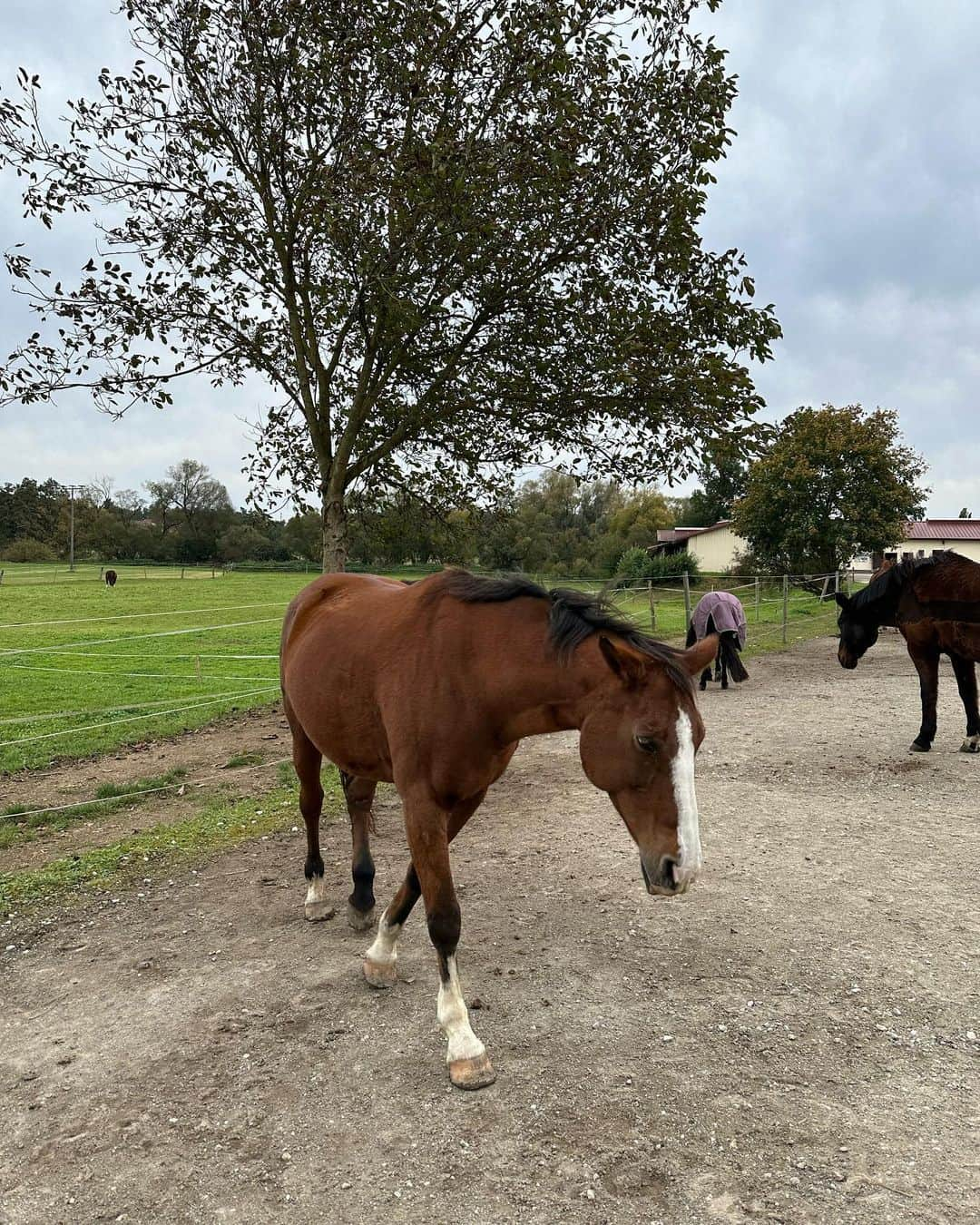 安藤ニコさんのインスタグラム写真 - (安藤ニコInstagram)「Horsing around with the girlies 🐎 or girling with the horsies? 彡^･∋♡」10月20日 19時43分 - nico.ando.official