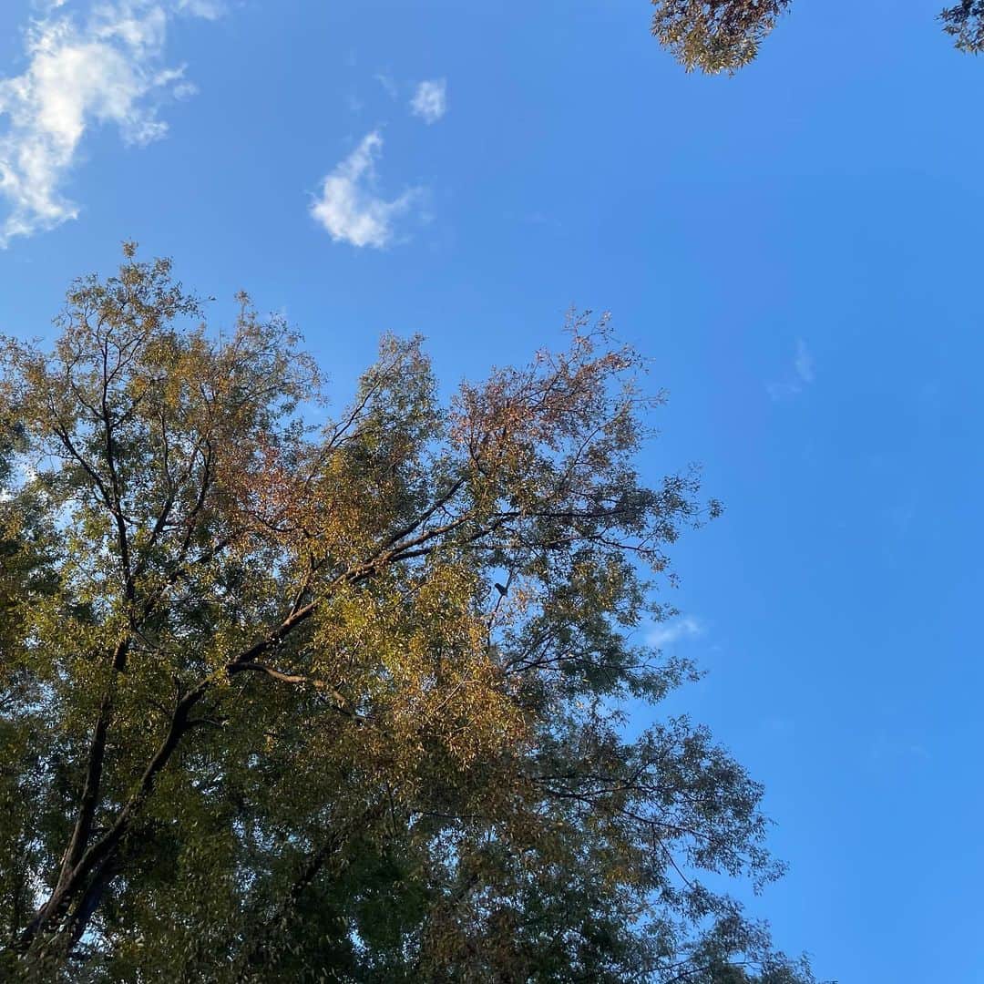 新井ひとみさんのインスタグラム写真 - (新井ひとみInstagram)「東京も秋到来？  秋が来ると木々や空・影を撮りたくなるのは 私だけでしょうかっ  季節の変わり目なのか、眠れない日も増えて 急に寒暖差も目立ってきたなぁと..... なので最近の私友達にいいよ〜って教えてもらって 秋色に染まってきました笑　写真撮ってもいいよって言ってもらえたので笑 どぉ？埋まってるの♪   @salon.on.ebisu   秋の食も取り入れてみてますが、 みんなは秋沢山感じてますか♪  p.s かき氷は、スパイシーミルクかき氷にかぼちゃソースを追加したの♪ 辛いかと思ったら、シナモンのスパイスって感じでチャイでした🌹  #PR #女子流　#新井ひとみ　#スイーツ　#スイーツ巡り #かき氷　#かき氷部 #かき氷巡り #秋　#秋グルメ　#さつまいもレシピ #おうちご飯 #かき氷好きな人と繋がりたい 　#都内カフェ 　#グルメ女子 #グルメ女子  #温活女子 #温活サロン   #98 #idol #akihabara #데일리메이크업　#데일리코디 #데일리패션#코디추천#립추천　 #오늘의화장품　#메이크업샷　#hitomi_カフェ」10月20日 19時48分 - hitomi_tokyogirlsstyle