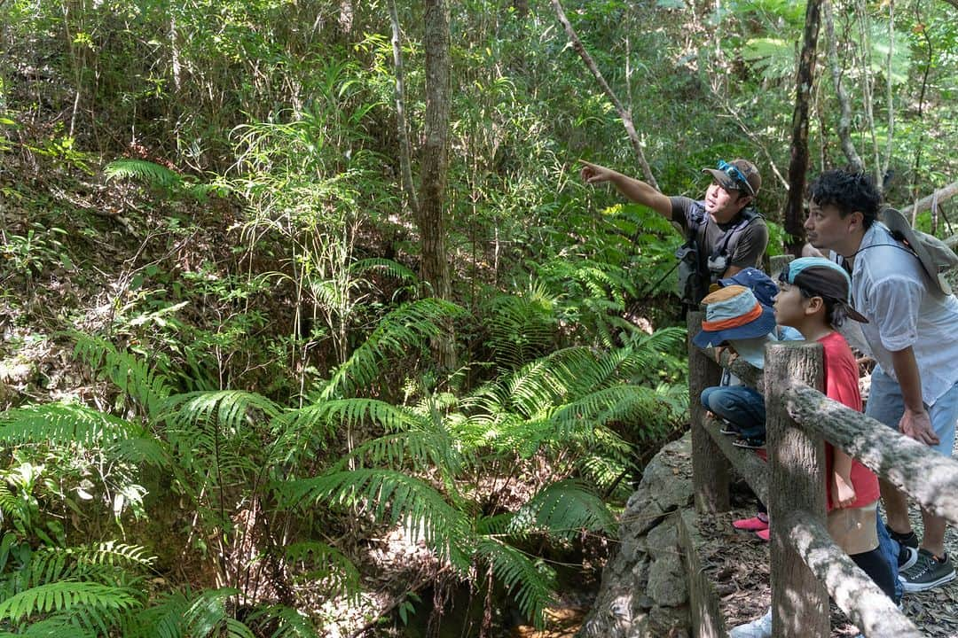 Be.okinawaさんのインスタグラム写真 - (Be.okinawaInstagram)「Be surrounded by Okinawa's magnificent outdoors at Kunigami Forest Park!🌳    With over 80% of the village being forest area, you will be able to enjoy the nature that Okinawa has to offer whether you choose to stay in a cottage-style bugalows or in a tent🏕️ on the campsite. There are many activities including wildlife viewing at Hentona Lake, where you can spot the rare Okinawa woodpecker and Okinawa rails if you are lucky, and stargazing tour at night⭐!   #japan #okinawa #visitokinawa #okinawajapan #discoverjapan #japantravel #okinawawildlife #okinawaexperience #okinawanature #outdooractivities #okinawaforest」10月20日 20時00分 - visitokinawajapan