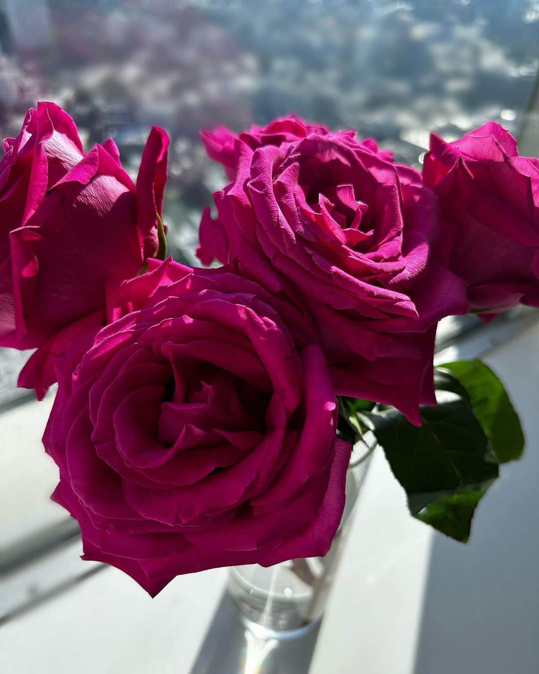 滝川その美のインスタグラム：「大輪の薔薇🌹 やっぱり花が部屋にあるだけで嬉しいね。  #薔薇 #花 #おとぎ話に出てくるようなキレイな薔薇です」