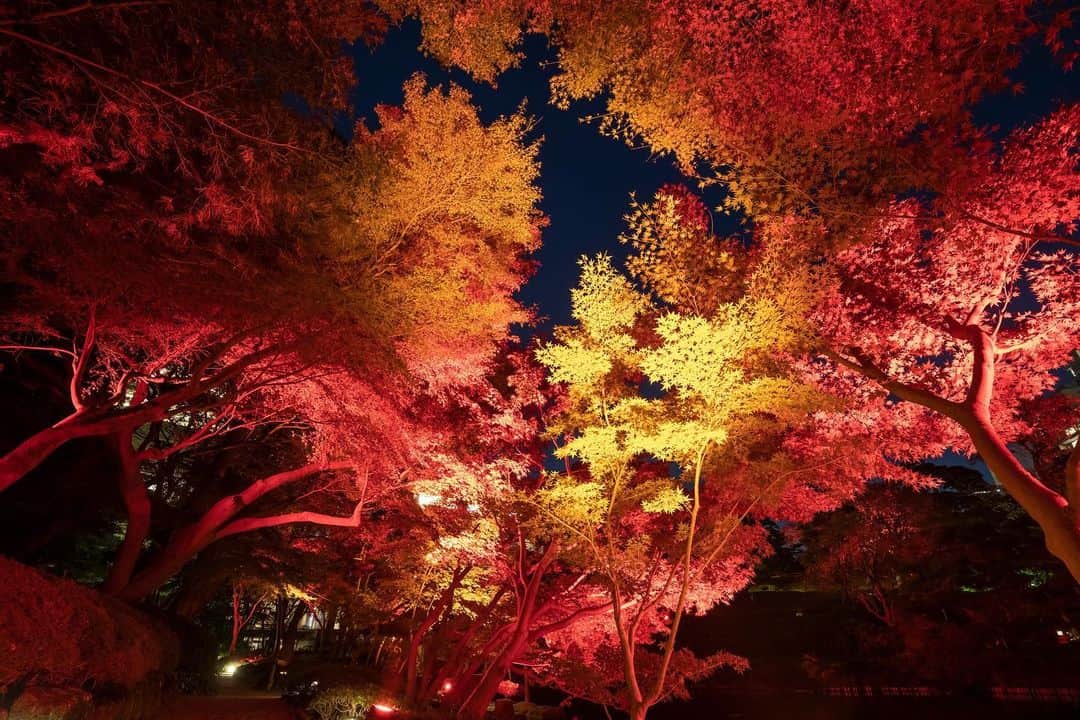 八芳園さんのインスタグラム写真 - (八芳園Instagram)「『TOKYO RED GARDEN AUTUMN FESTIVAL 2023』🍁2023.11.10 fri – 12.10 sun  秋のライトアップイベント『TOKYO RED GARDEN AUTUMN FESTIVAL 2023』を開催いたします🍁  江戸時代から続く八芳園の歴史ある日本庭園が赤一色にライトアップされ、秋の訪れを告げる真っ赤な世界が咲き誇る特別な夜。  八芳園内レストランで味わうイベント限定メニューや、庭園でカクテルを提供する期間限定の「GARDEN BAR」も登場します🥂🌃  幻想的に演出された約400年の歴史を紡いできた八芳園の庭園内にて、まるで自然の美と調和するアートを愉しむような日本の秋をお過ごしください。  【Garden Light Up】 ・開催期間：2023年11月10⽇(⾦)〜12月10⽇(⽇) ・開催時間：⽇没〜21時まで ・入場無料  ▼「TOKYO RED GARDEN AUTUMN FESTIVAL 2023」 https://happo-en.com/event/autumn_festival2023/  🍁🍁🍁  #tokyoredgarden2023  🍁🍁🍁  #八芳園 #happoen #日本庭園 #Japanesegarden #紅葉 #紅葉スポット #🍁 #紅葉狩り #紅葉ライトアップ」10月20日 20時22分 - happoen