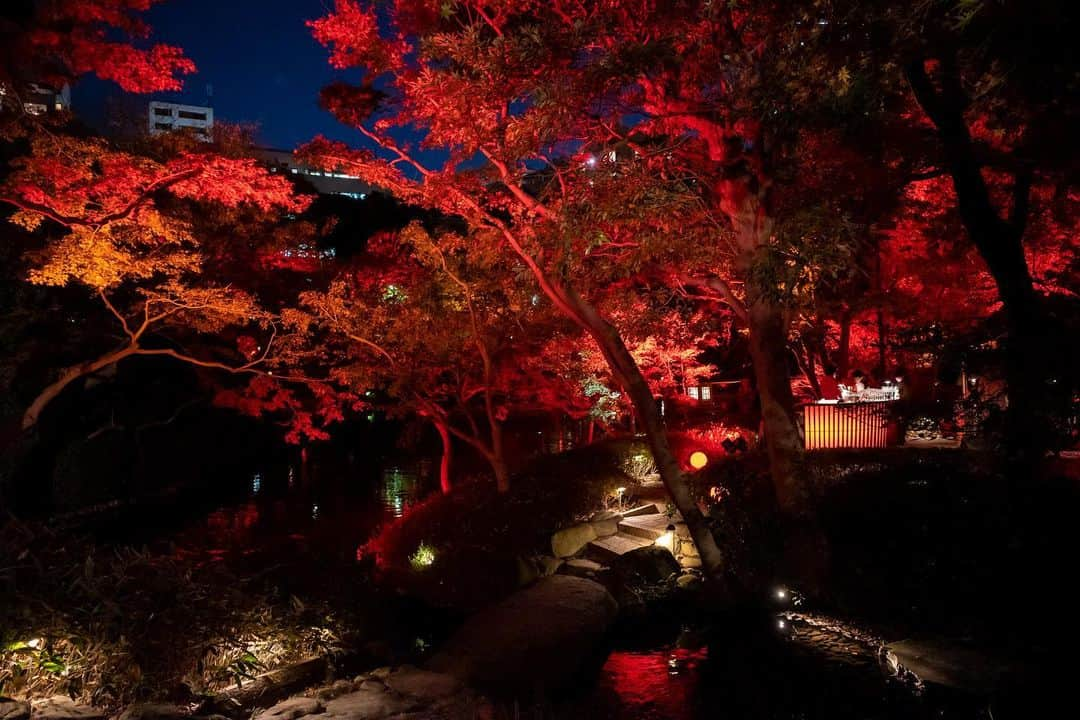 八芳園さんのインスタグラム写真 - (八芳園Instagram)「『TOKYO RED GARDEN AUTUMN FESTIVAL 2023』🍁2023.11.10 fri – 12.10 sun  秋のライトアップイベント『TOKYO RED GARDEN AUTUMN FESTIVAL 2023』を開催いたします🍁  江戸時代から続く八芳園の歴史ある日本庭園が赤一色にライトアップされ、秋の訪れを告げる真っ赤な世界が咲き誇る特別な夜。  八芳園内レストランで味わうイベント限定メニューや、庭園でカクテルを提供する期間限定の「GARDEN BAR」も登場します🥂🌃  幻想的に演出された約400年の歴史を紡いできた八芳園の庭園内にて、まるで自然の美と調和するアートを愉しむような日本の秋をお過ごしください。  【Garden Light Up】 ・開催期間：2023年11月10⽇(⾦)〜12月10⽇(⽇) ・開催時間：⽇没〜21時まで ・入場無料  ▼「TOKYO RED GARDEN AUTUMN FESTIVAL 2023」 https://happo-en.com/event/autumn_festival2023/  🍁🍁🍁  #tokyoredgarden2023  🍁🍁🍁  #八芳園 #happoen #日本庭園 #Japanesegarden #紅葉 #紅葉スポット #🍁 #紅葉狩り #紅葉ライトアップ」10月20日 20時22分 - happoen