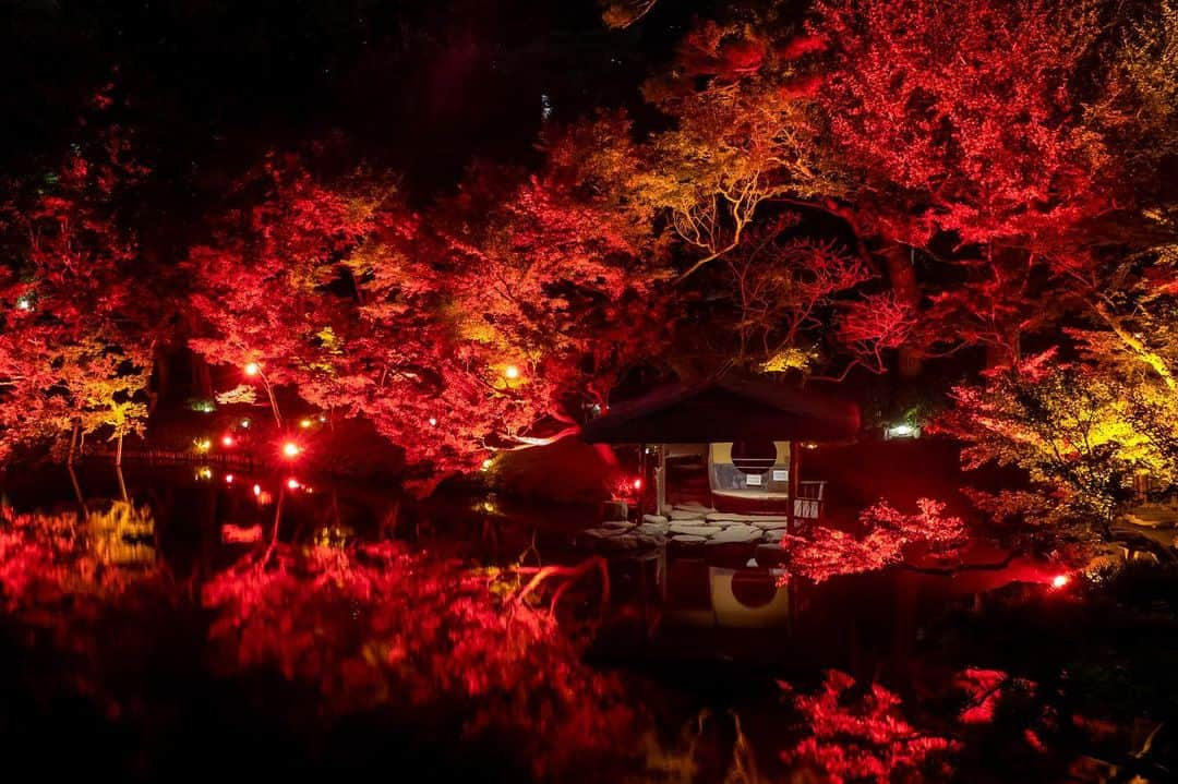 八芳園のインスタグラム：「『TOKYO RED GARDEN AUTUMN FESTIVAL 2023』🍁2023.11.10 fri – 12.10 sun  秋のライトアップイベント『TOKYO RED GARDEN AUTUMN FESTIVAL 2023』を開催いたします🍁  江戸時代から続く八芳園の歴史ある日本庭園が赤一色にライトアップされ、秋の訪れを告げる真っ赤な世界が咲き誇る特別な夜。  八芳園内レストランで味わうイベント限定メニューや、庭園でカクテルを提供する期間限定の「GARDEN BAR」も登場します🥂🌃  幻想的に演出された約400年の歴史を紡いできた八芳園の庭園内にて、まるで自然の美と調和するアートを愉しむような日本の秋をお過ごしください。  【Garden Light Up】 ・開催期間：2023年11月10⽇(⾦)〜12月10⽇(⽇) ・開催時間：⽇没〜21時まで ・入場無料  ▼「TOKYO RED GARDEN AUTUMN FESTIVAL 2023」 https://happo-en.com/event/autumn_festival2023/  🍁🍁🍁  #tokyoredgarden2023  🍁🍁🍁  #八芳園 #happoen #日本庭園 #Japanesegarden #紅葉 #紅葉スポット #🍁 #紅葉狩り #紅葉ライトアップ」