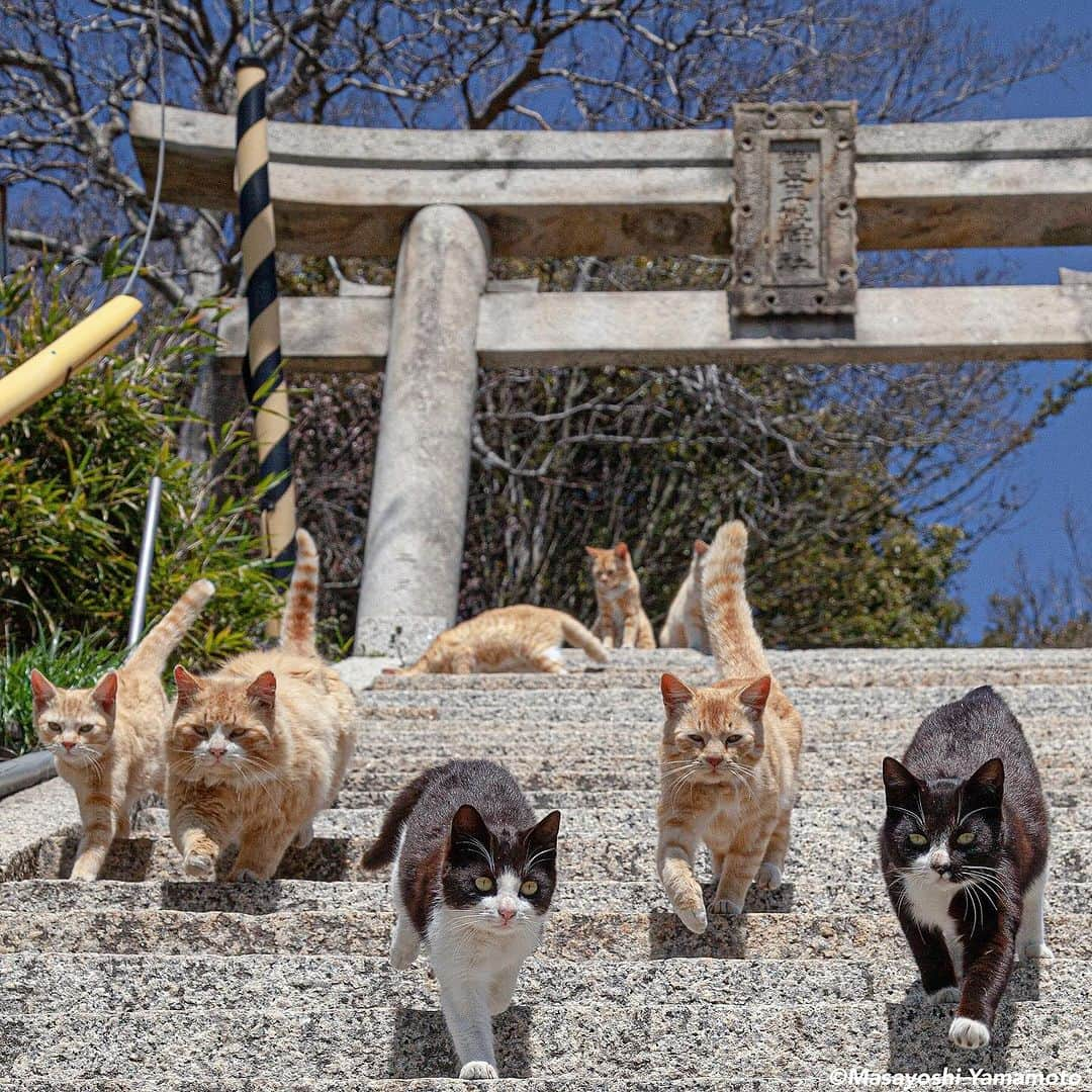 山本正義のインスタグラム：「猫来る  cat coming」