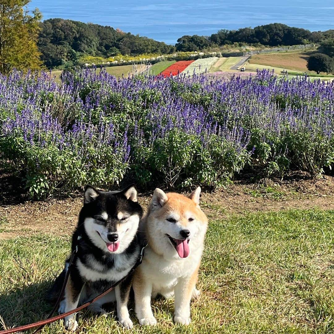 豆柴なつ&ふゆのインスタグラム