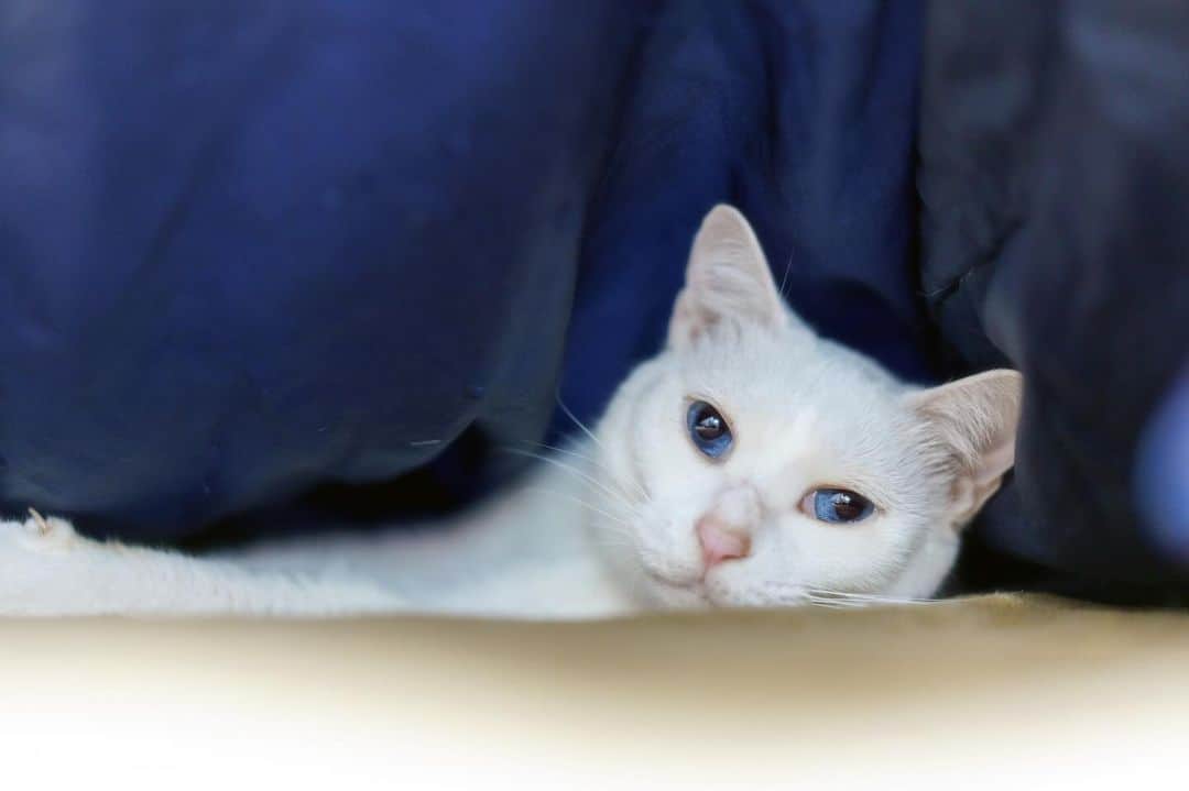 プンクマのインスタグラム：「昼に留守番カメラを眺めていた時から何となく想像していたけど、やっぱりなぁ。^_^; #青彩 #猫 #ねこ #ブルーアイズ #blueeyes #cat #neko #catlovers #catstagram」