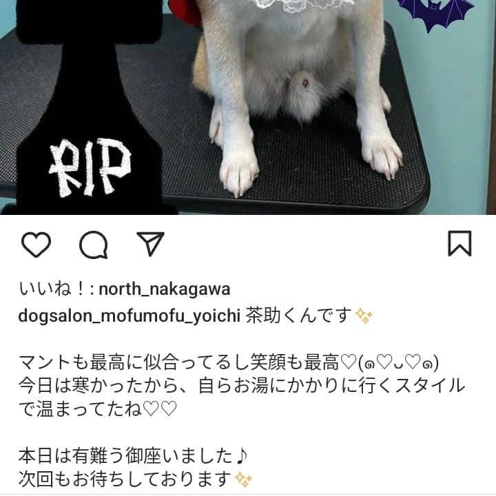 柴犬⭐️サスケさんのインスタグラム写真 - (柴犬⭐️サスケInstagram)「おやすみ( ᐡ ´ᐧ ﻌ ᐧ` ᐡ )ワン⁡ ⁡#柴犬#シャンプー#いぬのいる生活 #赤柴#え#濡れたくない男子が#なんてことでしょう#ほんとにサスケのことかな#茶助#わんこのいる暮らし #柴北会」10月20日 20時39分 - shiba20150405