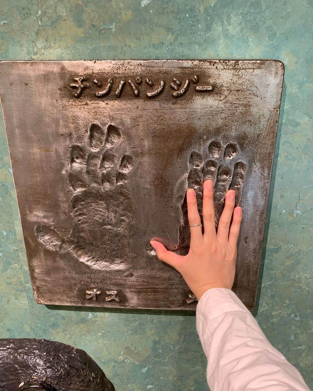 山本真莉のインスタグラム：「チンパンジーのボスに怒られた日 ４５歳だったかな、先輩だもんな」