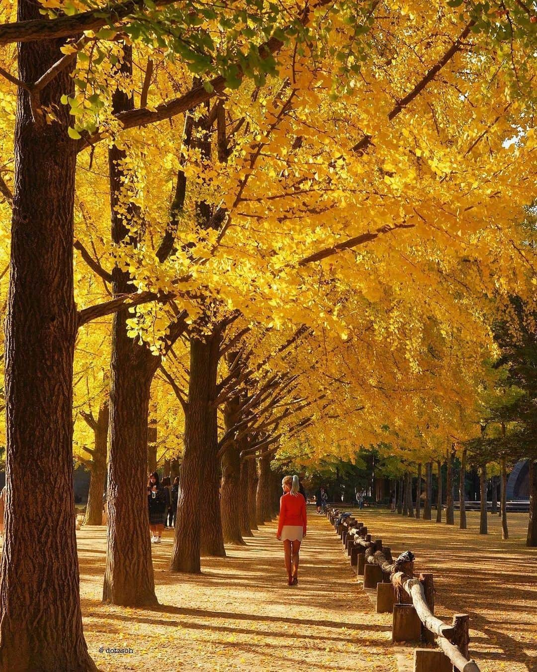 Wonderful Placesさんのインスタグラム写真 - (Wonderful PlacesInstagram)「Beautiful fall season in South Korea captured by ✨@dotzsoh✨ Tag who you’d travel with! 😍🍁 . 📍South Korea 🇰🇷 #wonderful_places for a feature ♥️」10月20日 20時45分 - wonderful_places