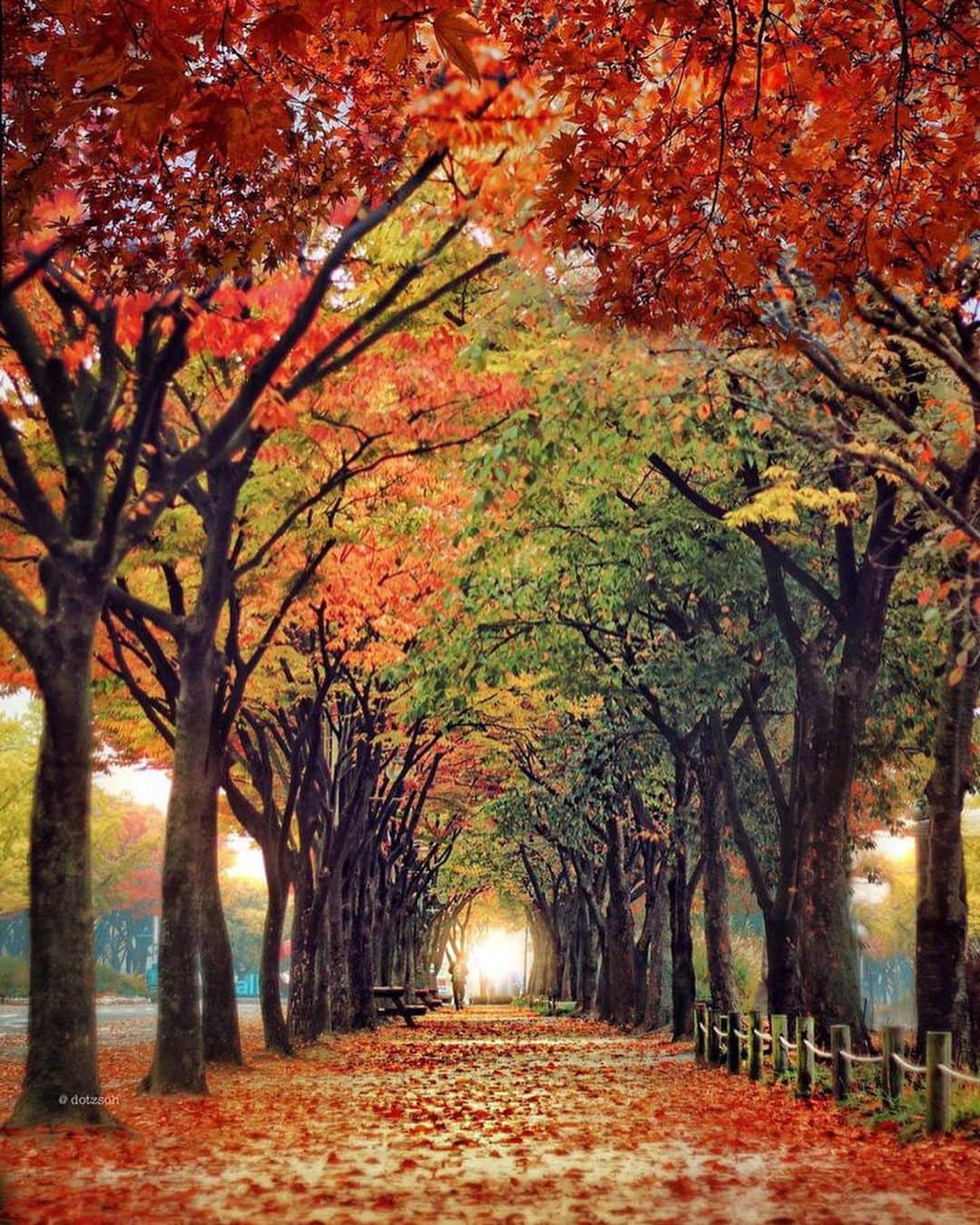 Wonderful Placesさんのインスタグラム写真 - (Wonderful PlacesInstagram)「Beautiful fall season in South Korea captured by ✨@dotzsoh✨ Tag who you’d travel with! 😍🍁 . 📍South Korea 🇰🇷 #wonderful_places for a feature ♥️」10月20日 20時45分 - wonderful_places