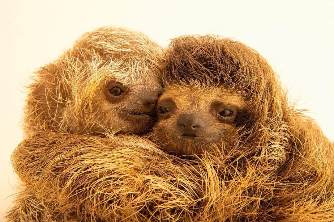 Joel Sartoreのインスタグラム：「Two juvenile sloths hug each other during a photoshoot @toucanrescueranch, a wildlife rescue center that raises and then releases dozens of baby sloths each year back into the forests of Costa Rica. Even if they aren’t related, orphaned baby sloths like these two are kept together in pairs to comfort each other after losing their mothers.   #sloths #sloth #wildlife #animals #photography #animalphotography #wildlifephotography #studioportrait #InternationalSlothDay #PhotoArk @insidenatgeo」