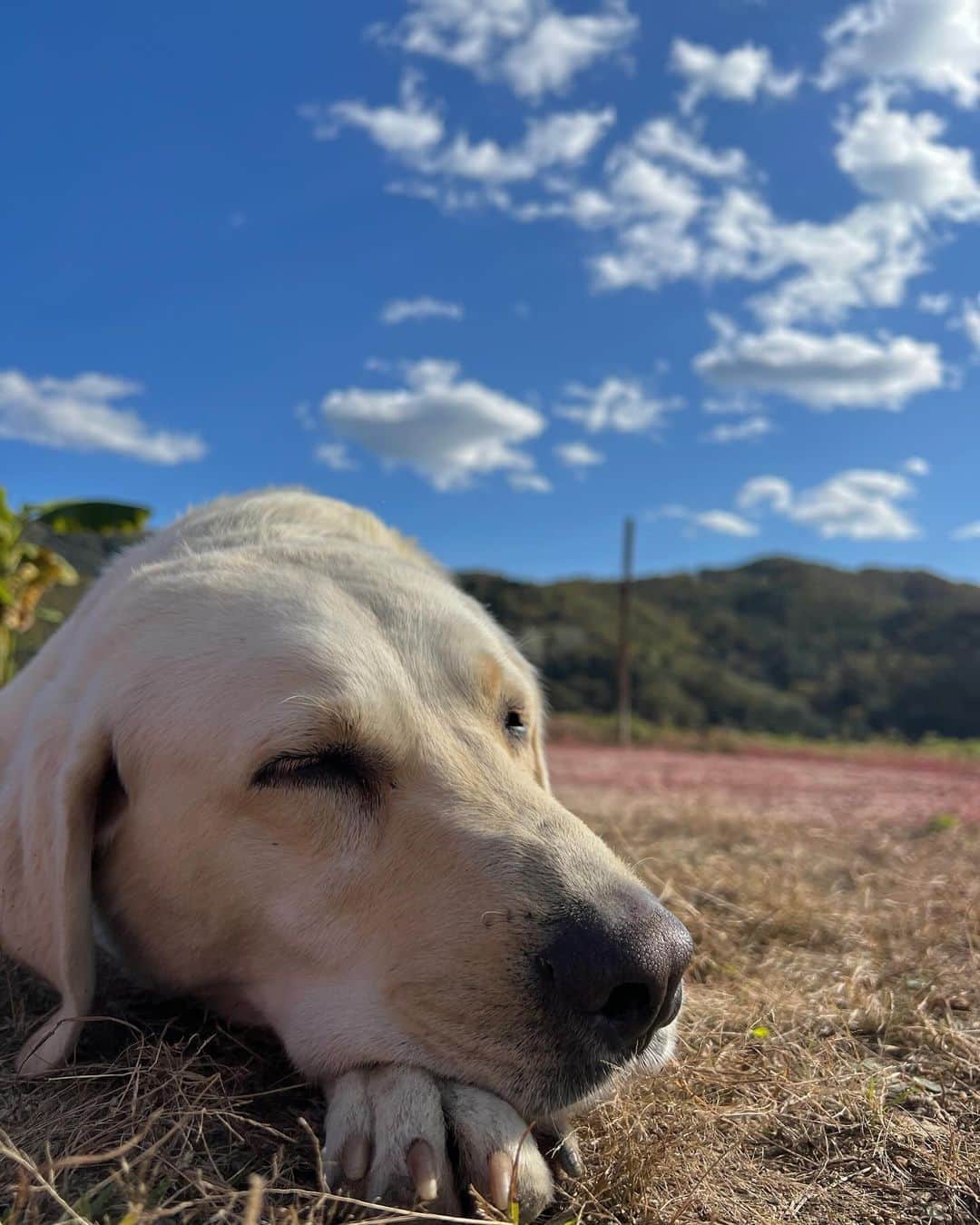 チェ・ヨジンのインスタグラム：「너무 이뻐💕🥰」