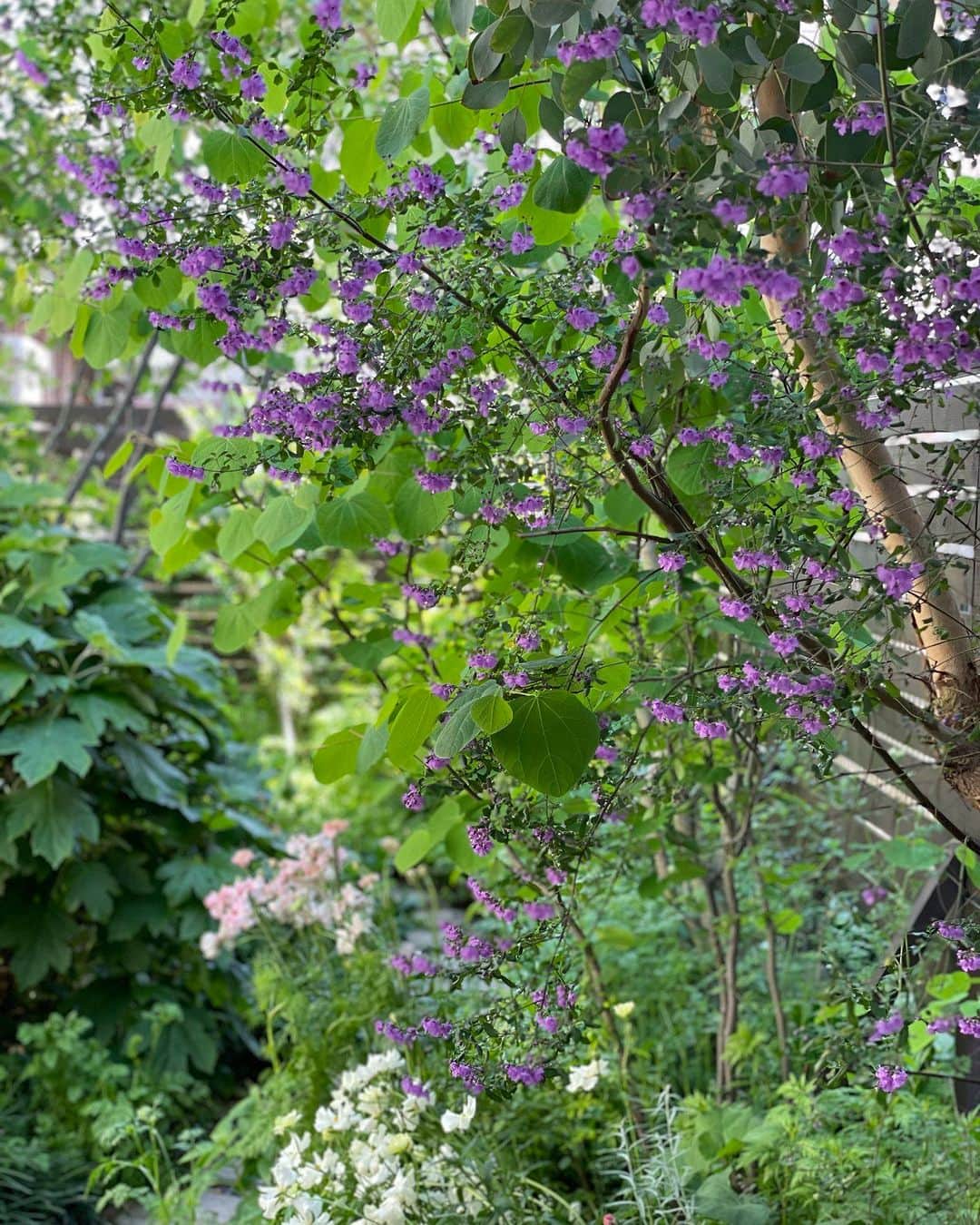 ムクリ［mukuri］さんのインスタグラム写真 - (ムクリ［mukuri］Instagram)「これからもずっと無理なく楽しめるように。庭とともに暮らす（hana.me.mikkeさん/あの人の暮らしが素敵な理由）  季節の花々と収穫の喜びを 感じながら暮らしているhanaさん。  17年前に植えて家族と一緒に 成長してきたシンボルツリーのお話から お花が育ちやすい環境を作ったお話、 そして庭の恵みを感じる過ごし方についてお伺いしました。  ガーデニングは今までもこれからも Hamaさんにとって 欠かせない大切な存在。 素敵なお庭の写真と一緒に お楽しみくださいね♩  specialthanks @hana.me.mikke  （編集：kaori）  ▶詳細はプロフィールのURLよりご覧ください プロフィールはこちらから @mukuri_official ・  –––––––––––––––––– ムクリ公式アカウントでは くらしの中にある"好き"や"コダワリ"を毎日お届け。  インテリア、整理収納から家づくりなど 日常で参考になる情報から サラッと読める短編コラムまで ご紹介していますのでフォローしてぜひご覧ください。 ▶︎ @mukuri_official ・  「 #ムクリ 」のタグもいつも楽しく拝見しています☺️  オリジナルブランドは @daily_mukuri  くらしの中にあったらいいいな、 そんな商品を企画・制作、集めています。 ––––––––––––––––––  #花のある暮らし#ガーデニング#garden#庭のある暮らし#暮らし#暮らしを楽しむ#くらしの編集#ムクリ」10月20日 21時05分 - mukuri_official