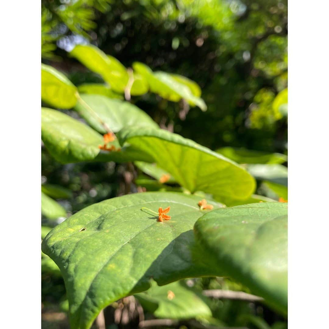 石橋静河さんのインスタグラム写真 - (石橋静河Instagram)「🌿  天高く馬肥ゆる秋  時間をかけること を、恐れないこと」10月20日 21時39分 - shizuka_isbs