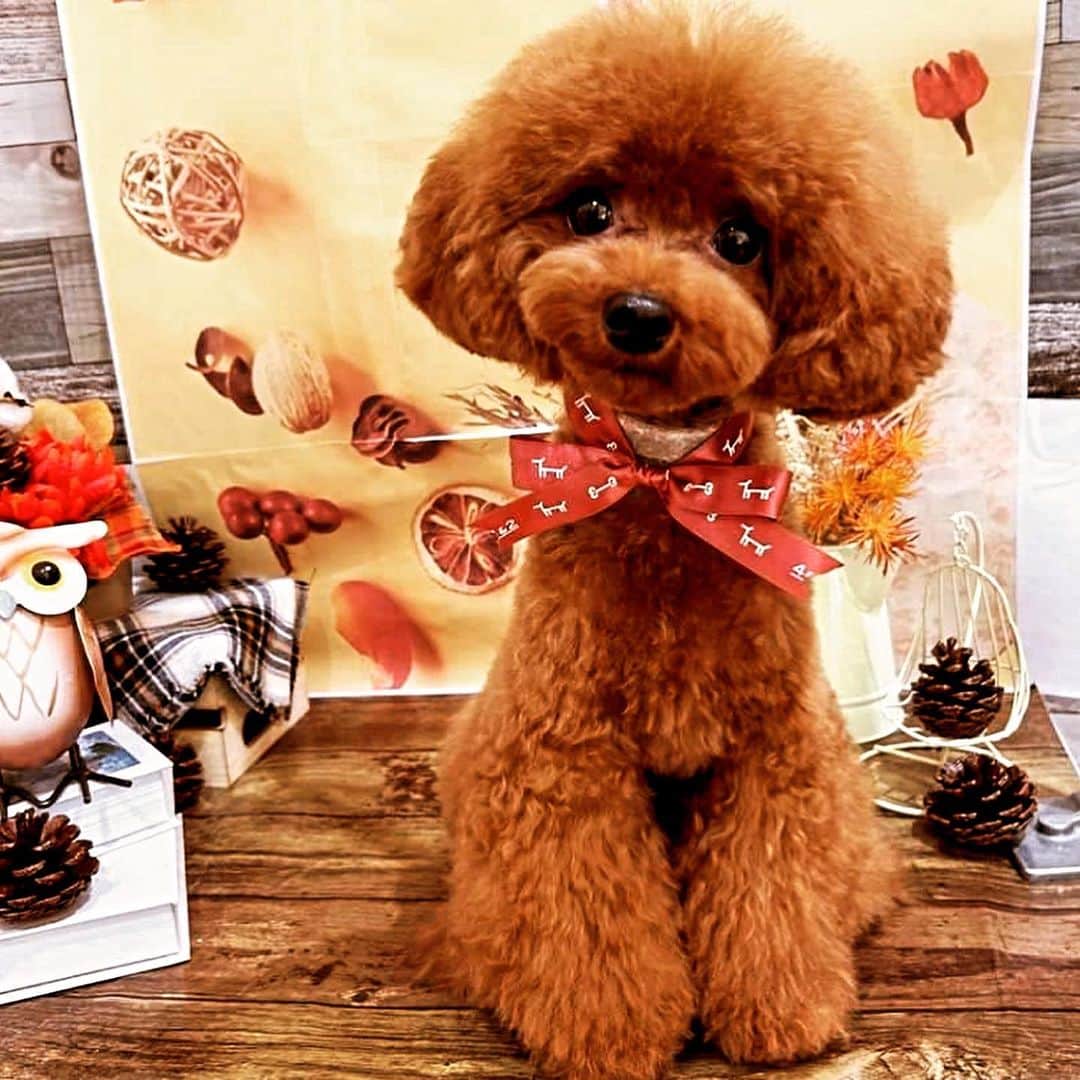 真樹麗子さんのインスタグラム写真 - (真樹麗子Instagram)「PePe💛  #マロン感🌰 #愛しすぎる💛 #秋はたくさんお出かけしようね 🍁 #もうすぐハロウィン🎃 #toypoodle #poodle #poodlesofinstagram」10月20日 21時45分 - makiofficial_0718