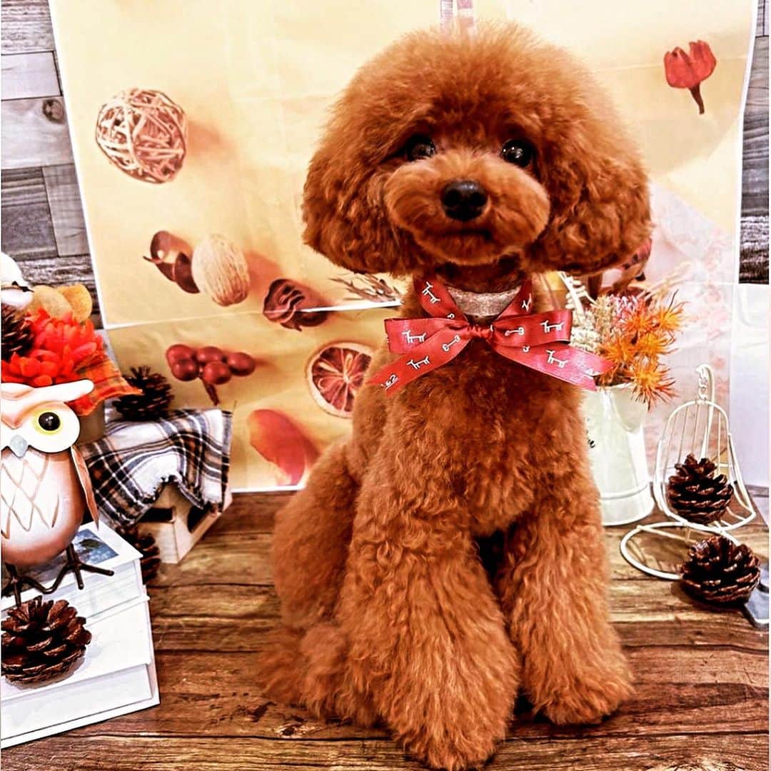 真樹麗子さんのインスタグラム写真 - (真樹麗子Instagram)「PePe💛  #マロン感🌰 #愛しすぎる💛 #秋はたくさんお出かけしようね 🍁 #もうすぐハロウィン🎃 #toypoodle #poodle #poodlesofinstagram」10月20日 21時45分 - makiofficial_0718