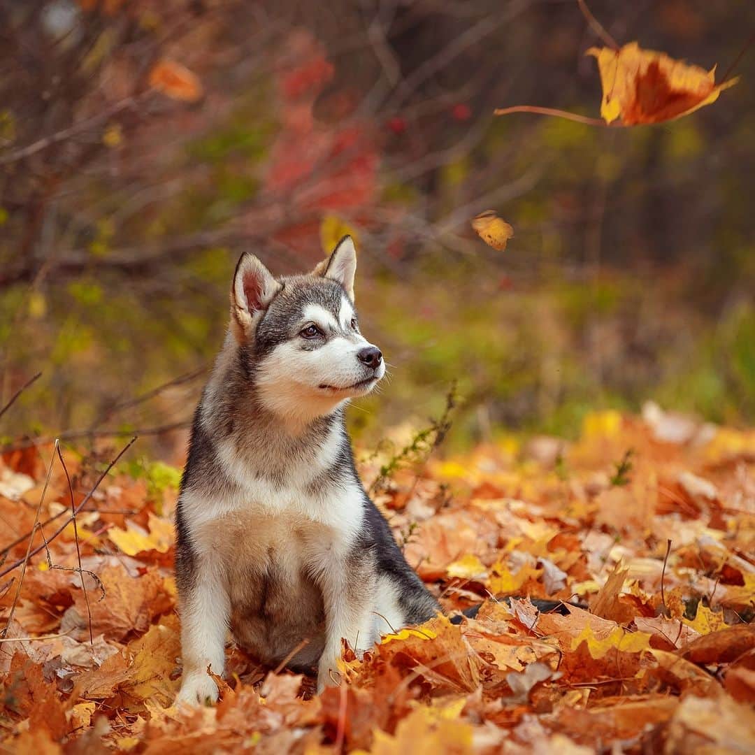 アニマルプラネットのインスタグラム：「Is this the coziest dog breed? 🐾  Bred to haul heavy loads as a long-distance sled dog in the far north, the #AlaskanMalamute has a two-layered coat up to 3" thick to protect from sub-zero temps. It's also the state dog of #Alaska! ❄  #CozyVibes #dogs」