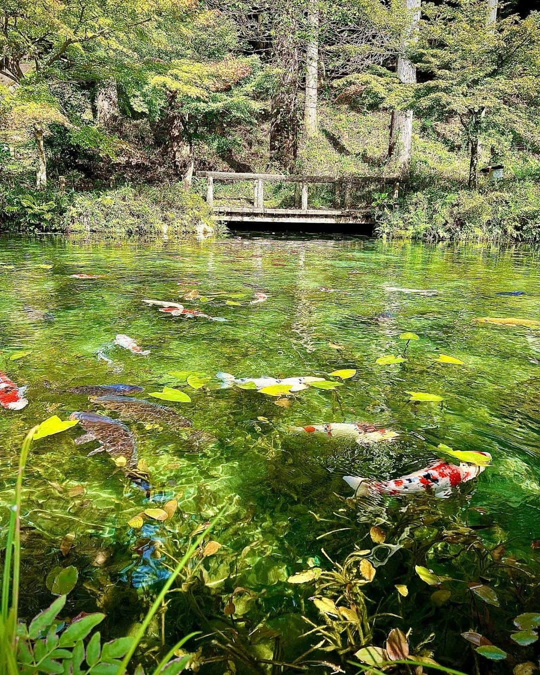 三谷紬のインスタグラム：「🐟🪷 #モネの池 ♡ 岐阜旅行に里菜といった時に わがままを言ってノニーに連れて行ってもらいました。 本当に大好きなモネの実写版でした🥺 奇跡的に晴れて最高でした‼︎ ノニー運転ありがとう🚗♡ * #岐阜#gifu#モネの池#モネ#池#名もなき池#岐阜県#関市#板取#ノニー#jewellery#jewelilytokyo#ノニー#山本里菜#旅行#テレビ朝日#アナウンサー#三谷紬」