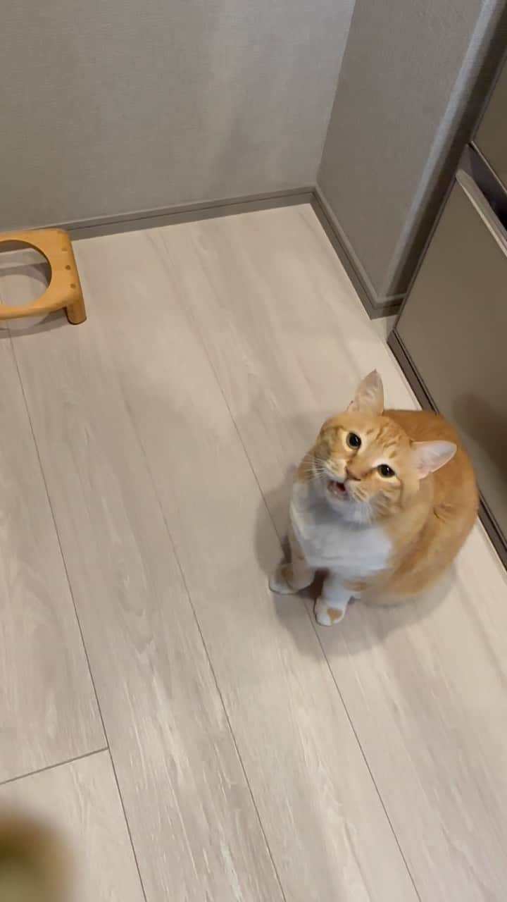 のインスタグラム：「＊ ハンぐリー。 ・ #デブレックファスト ・ Guppy is hungry.」