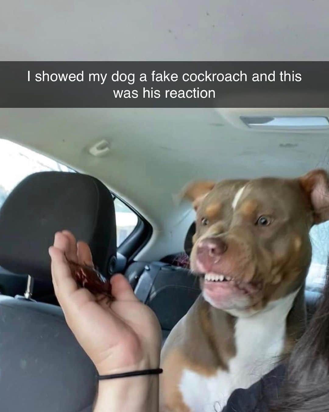 BarkBoxのインスタグラム：「felt the second one in my soul 🥲 we made a template on the last slide for u to share ur own icks 🤮 go nuts with it 😎  📸: @lifewithpitbullstx」