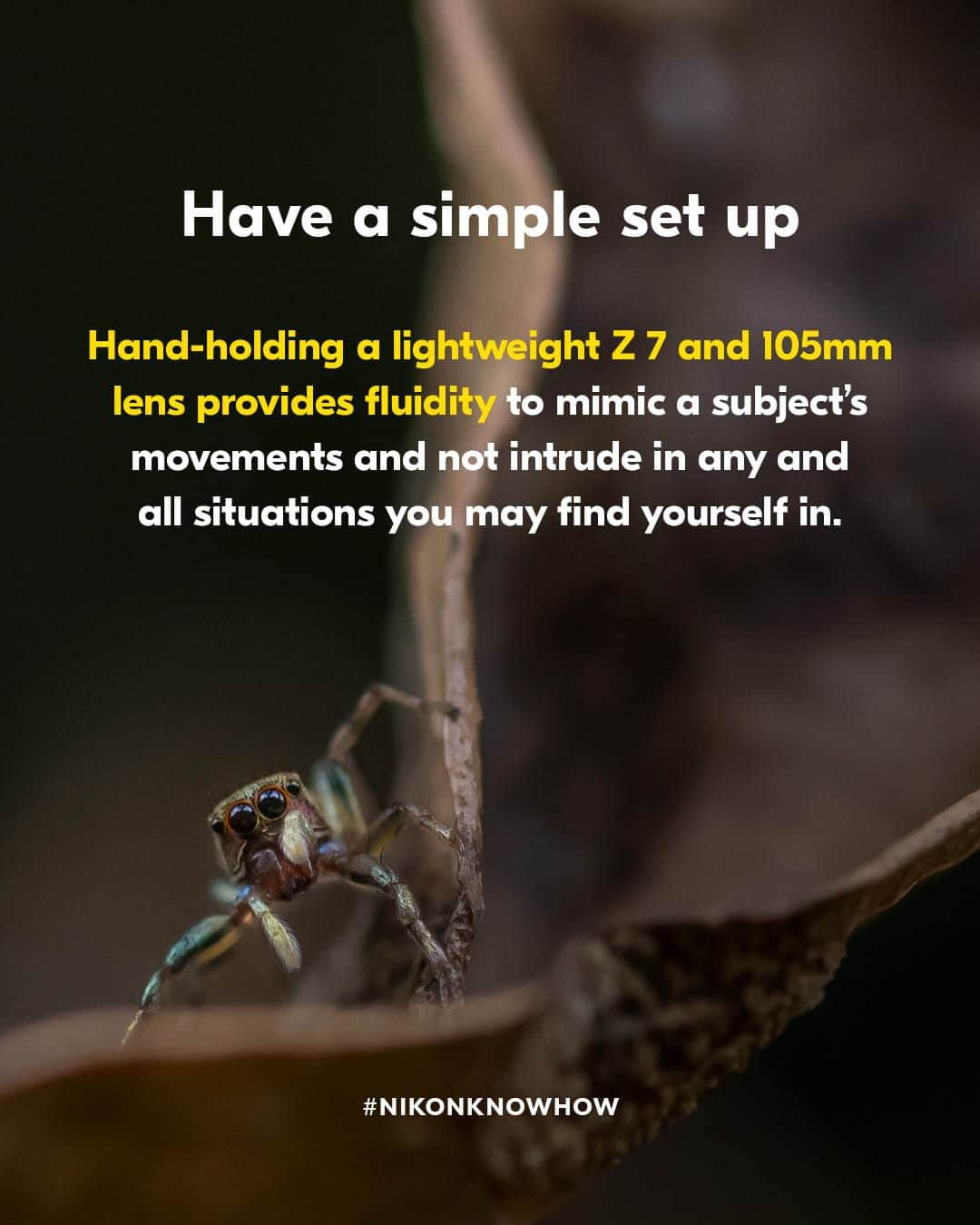 Nikon Australiaさんのインスタグラム写真 - (Nikon AustraliaInstagram)「Looking to get close-up images of bugs, bees, and everything in between?  In today's #NikonKnowHow, macro photographer @isabellaalexisphotography shares her top 6 tips for mastering patience and focus while photographing the fascinating world of invertebrates.  Swipe through to read them all!  #Nikon #NikonAustralia #MyNikonLife #NikonCreators #NikonKnowHow #Zseries #MacroPhotography #WildlifePhotography #Australia」10月21日 8時30分 - nikonaustralia