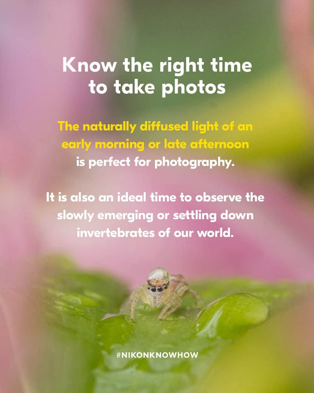 Nikon Australiaさんのインスタグラム写真 - (Nikon AustraliaInstagram)「Looking to get close-up images of bugs, bees, and everything in between?  In today's #NikonKnowHow, macro photographer @isabellaalexisphotography shares her top 6 tips for mastering patience and focus while photographing the fascinating world of invertebrates.  Swipe through to read them all!  #Nikon #NikonAustralia #MyNikonLife #NikonCreators #NikonKnowHow #Zseries #MacroPhotography #WildlifePhotography #Australia」10月21日 8時30分 - nikonaustralia