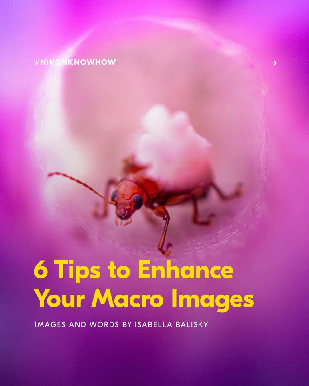 Nikon Australiaさんのインスタグラム写真 - (Nikon AustraliaInstagram)「Looking to get close-up images of bugs, bees, and everything in between?  In today's #NikonKnowHow, macro photographer @isabellaalexisphotography shares her top 6 tips for mastering patience and focus while photographing the fascinating world of invertebrates.  Swipe through to read them all!  #Nikon #NikonAustralia #MyNikonLife #NikonCreators #NikonKnowHow #Zseries #MacroPhotography #WildlifePhotography #Australia」10月21日 8時30分 - nikonaustralia