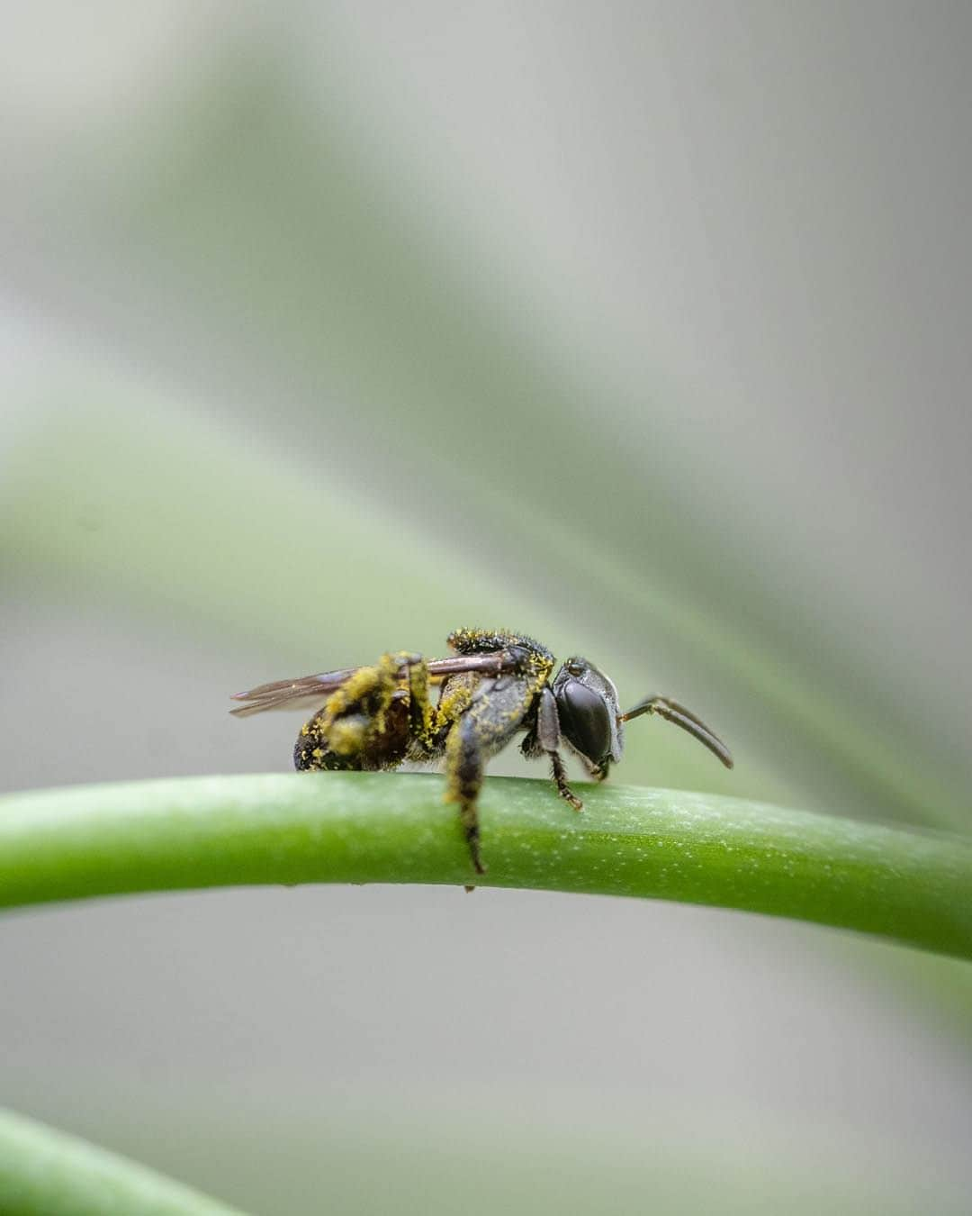 Nikon Australiaさんのインスタグラム写真 - (Nikon AustraliaInstagram)「Looking to get close-up images of bugs, bees, and everything in between?  In today's #NikonKnowHow, macro photographer @isabellaalexisphotography shares her top 6 tips for mastering patience and focus while photographing the fascinating world of invertebrates.  Swipe through to read them all!  #Nikon #NikonAustralia #MyNikonLife #NikonCreators #NikonKnowHow #Zseries #MacroPhotography #WildlifePhotography #Australia」10月21日 8時30分 - nikonaustralia