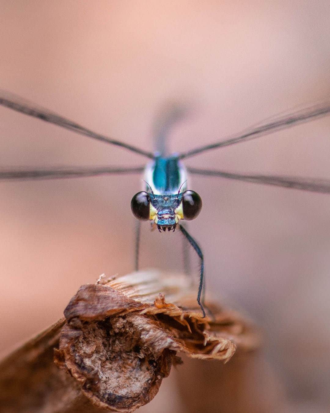 Nikon Australiaさんのインスタグラム写真 - (Nikon AustraliaInstagram)「Looking to get close-up images of bugs, bees, and everything in between?  In today's #NikonKnowHow, macro photographer @isabellaalexisphotography shares her top 6 tips for mastering patience and focus while photographing the fascinating world of invertebrates.  Swipe through to read them all!  #Nikon #NikonAustralia #MyNikonLife #NikonCreators #NikonKnowHow #Zseries #MacroPhotography #WildlifePhotography #Australia」10月21日 8時30分 - nikonaustralia
