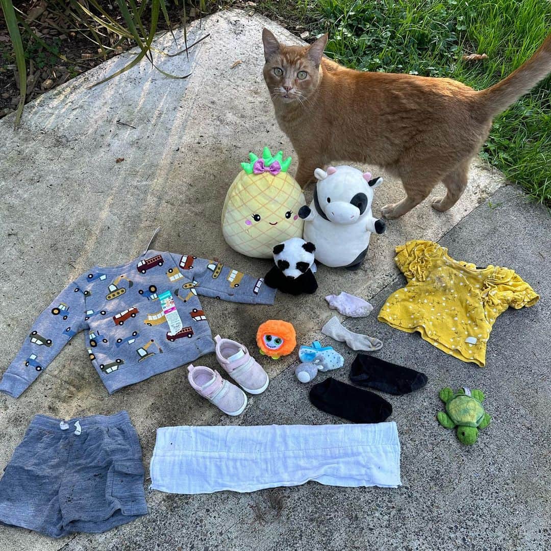Snorri Sturlusonのインスタグラム：「STOLEN: brand new long sleeve truck sweatshirt with tag, grey baby shorts, pair of toddler shoes, two adult socks, three baby socks, turtle stuffie, panda stuffie, pineapple stuffie, cow stuffie, mini bunny stuffie, cursed orange tribble, yellow baby blouse, and a dirty diaper. Thanks Snorri! Excellent finds. It’s been a busy month around here. #snorrithecat #kleptokitty #catburglar #hillsborooregon #pnw #catsofinstagram #orangecat」