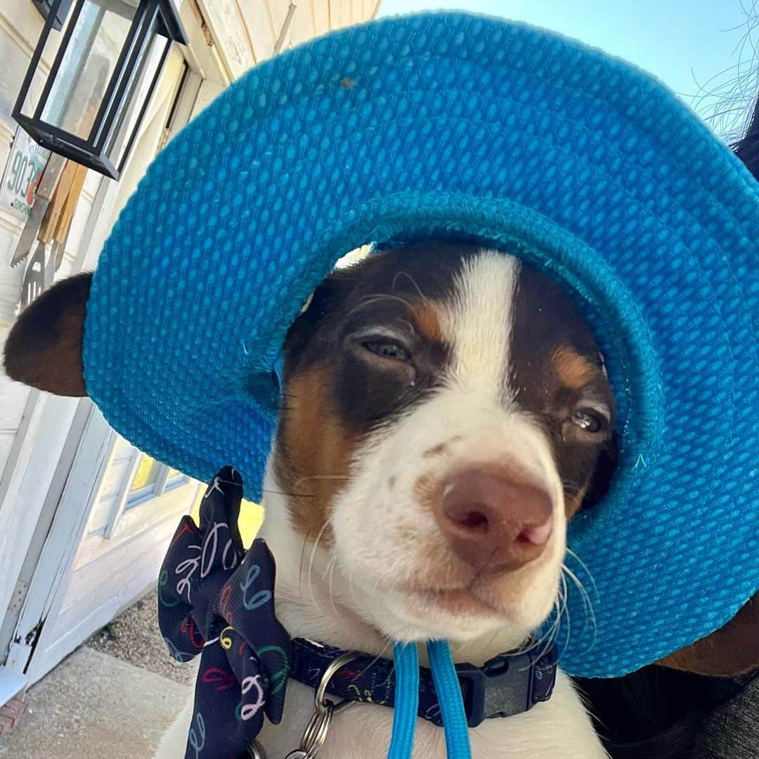 ランス・アーチャーのインスタグラム：「Charlie Boy was ready for a warm Texas Fall day by the pool!」