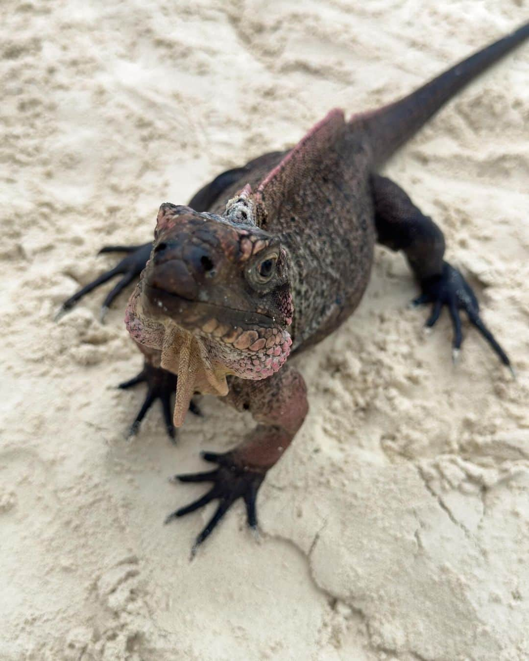 やよさーんさんのインスタグラム写真 - (やよさーんInstagram)「. exumaで新しい友達ができました🦎🦖🏖️ まるで何億年前かにタイムスリップしてる気分🦖🌴🪺 . . #iguana #iguanalovers #bahamas #exuma #exumabahamas #bahamas🇧🇸#ritoful #amazing #travelphotography」10月21日 8時38分 - yayosaan