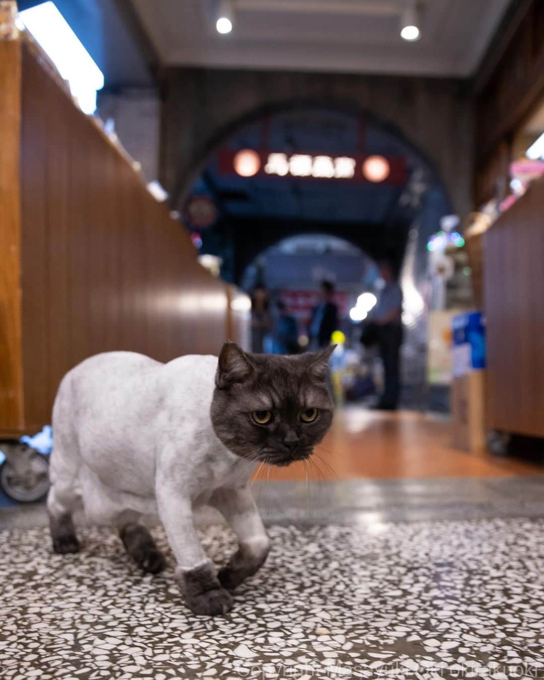 Masayukiのインスタグラム：「ハイソな看板ねこちゃん。  #cat #ねこ #猫 #東京カメラ部 #nekoclub  #yourshotphotographer #my_eos_photo」